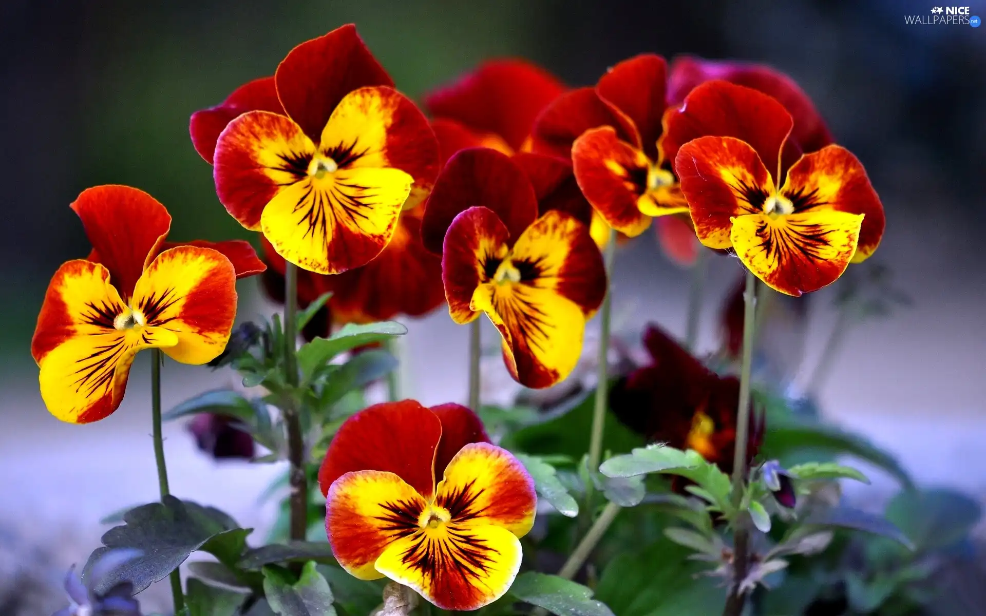 pansies, maroon, Yellow