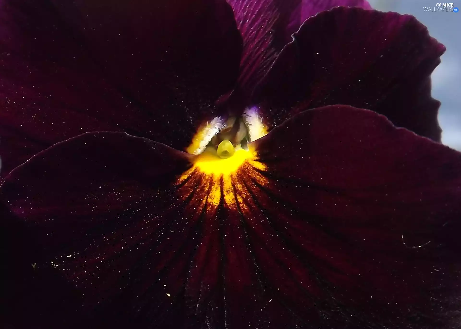 Close, Colourfull Flowers, pansy