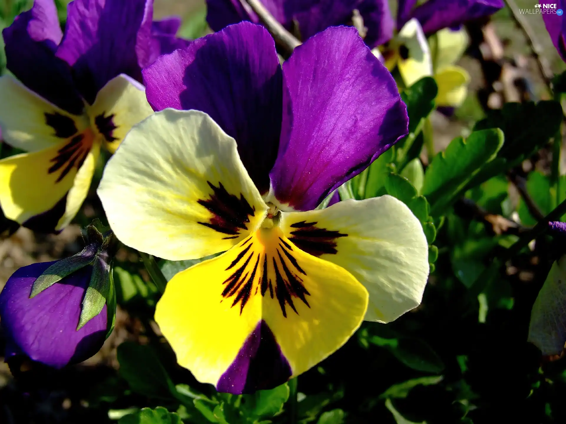 color, pansy