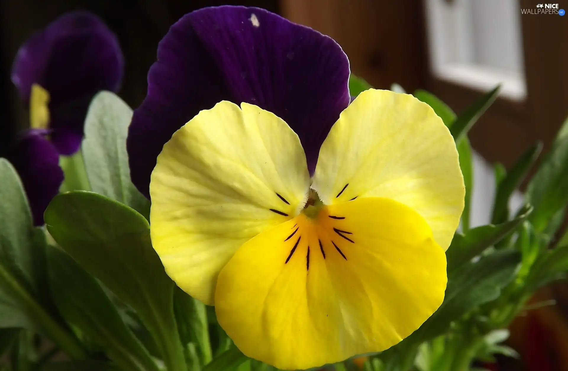 trichromatic, Colourfull Flowers, pansy