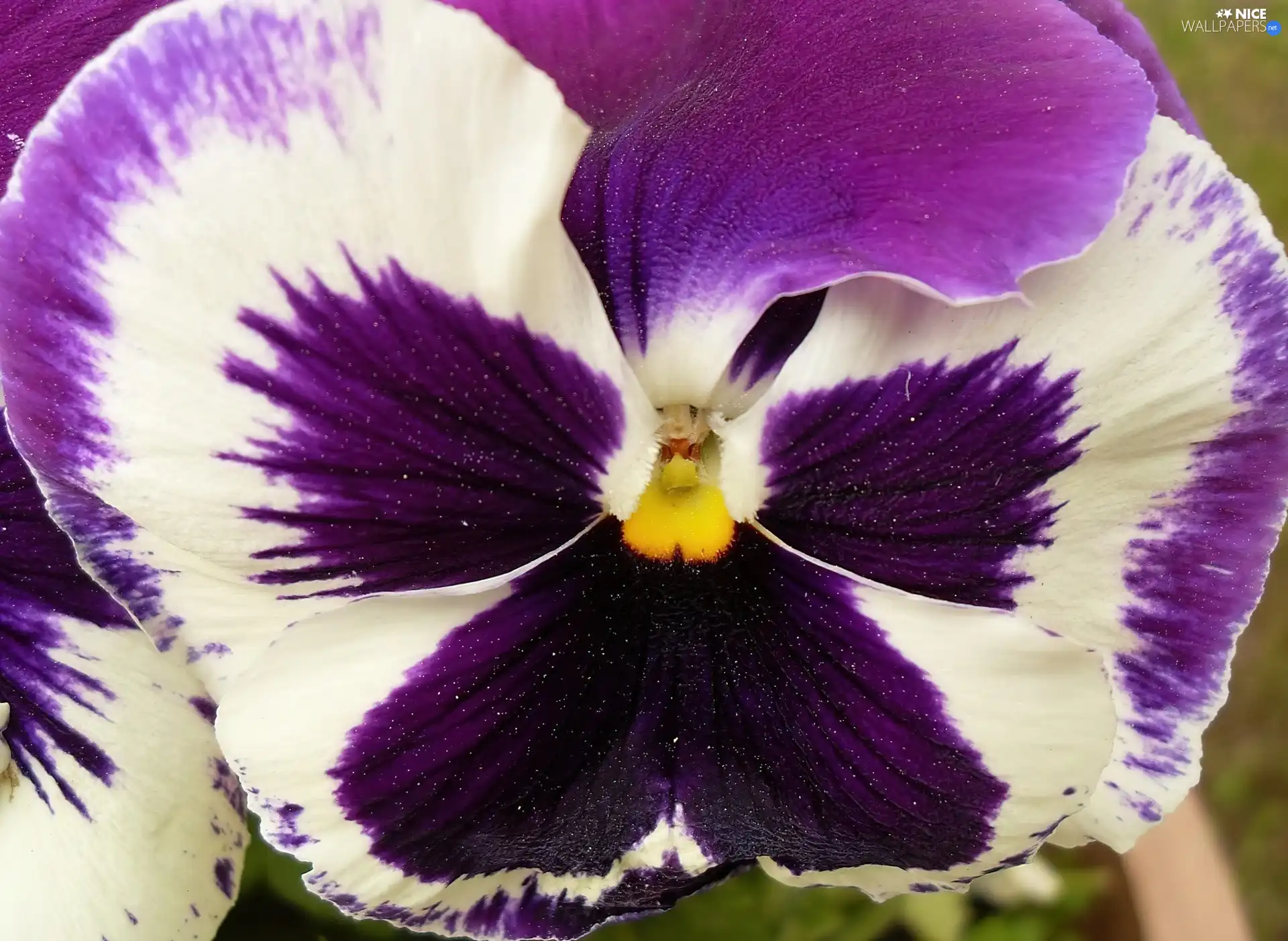 pansy, purple, White