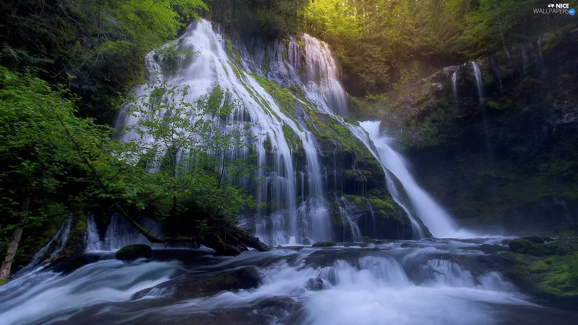 trees, Washington State, rocks, forest, The United States, viewes, Panther Creek Falls