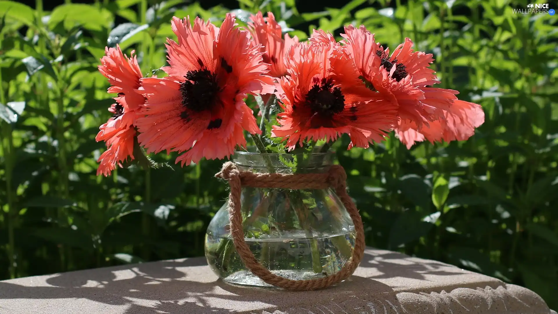 bloom, Vase, Table, papavers