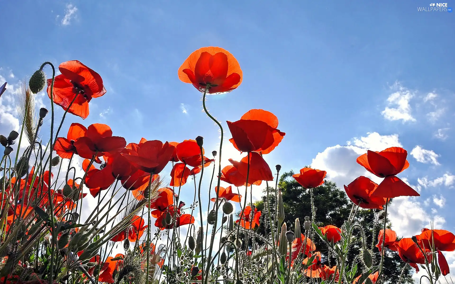 blue, Red, papavers, Sky