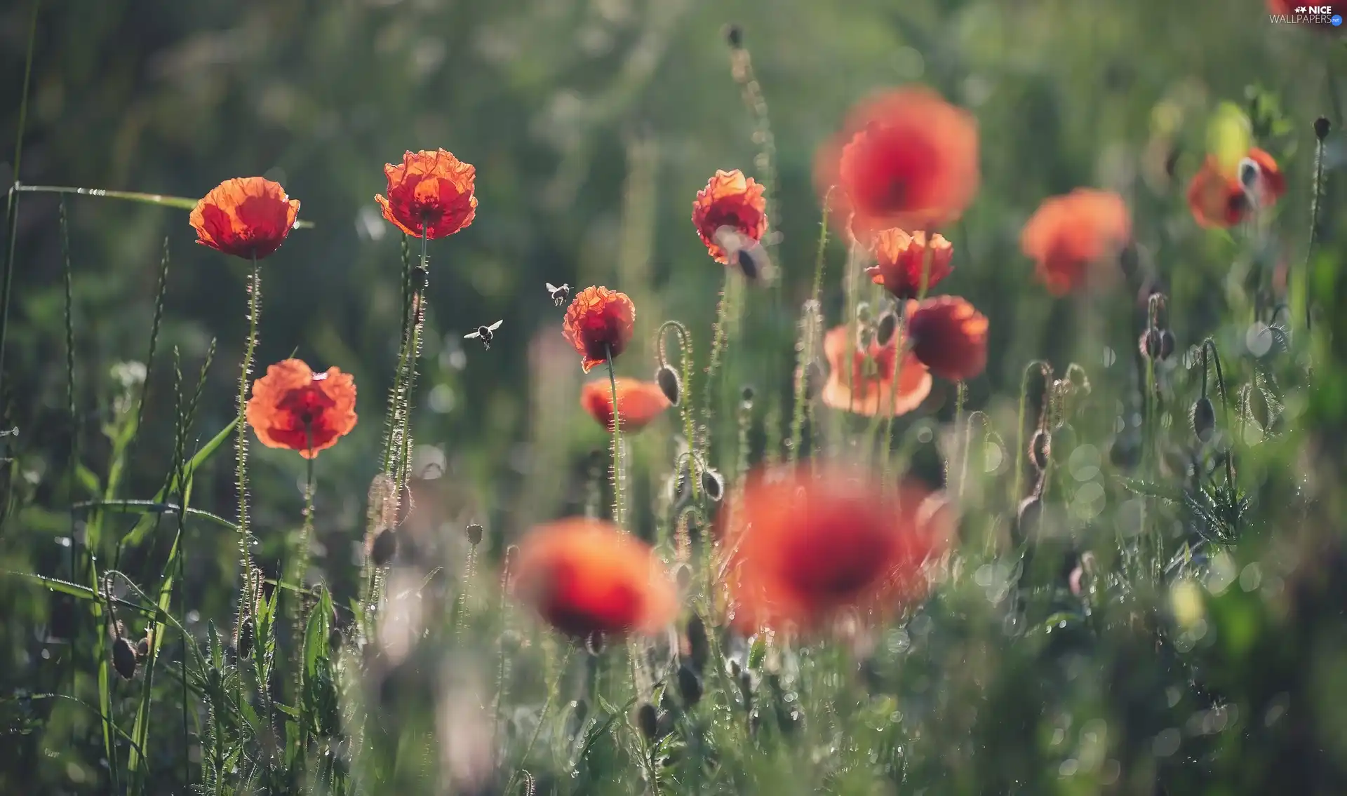 Flowers, Buds, Bees, papavers