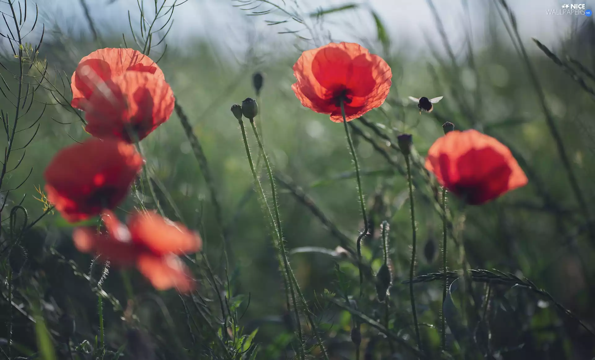 Flowers, bee, blur, papavers
