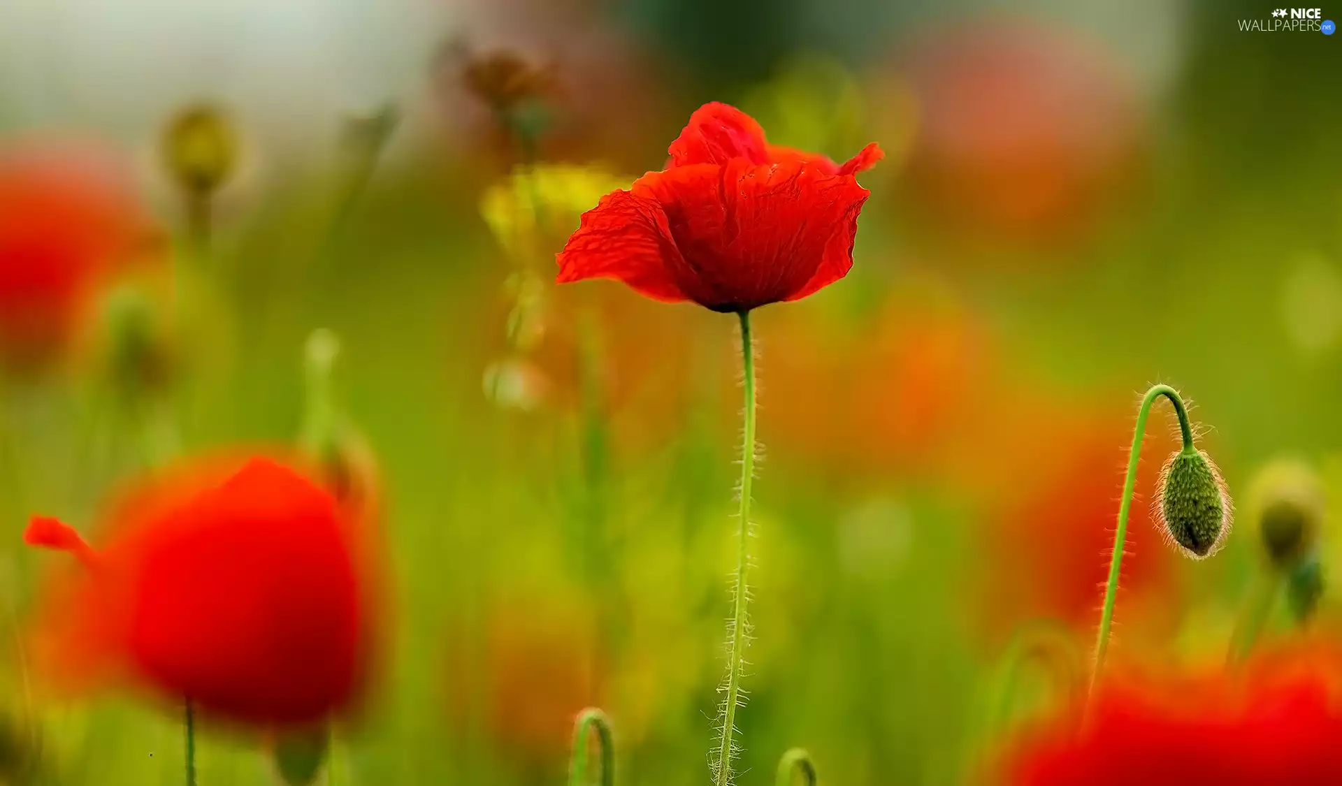 Flowers, bud, blur, papavers