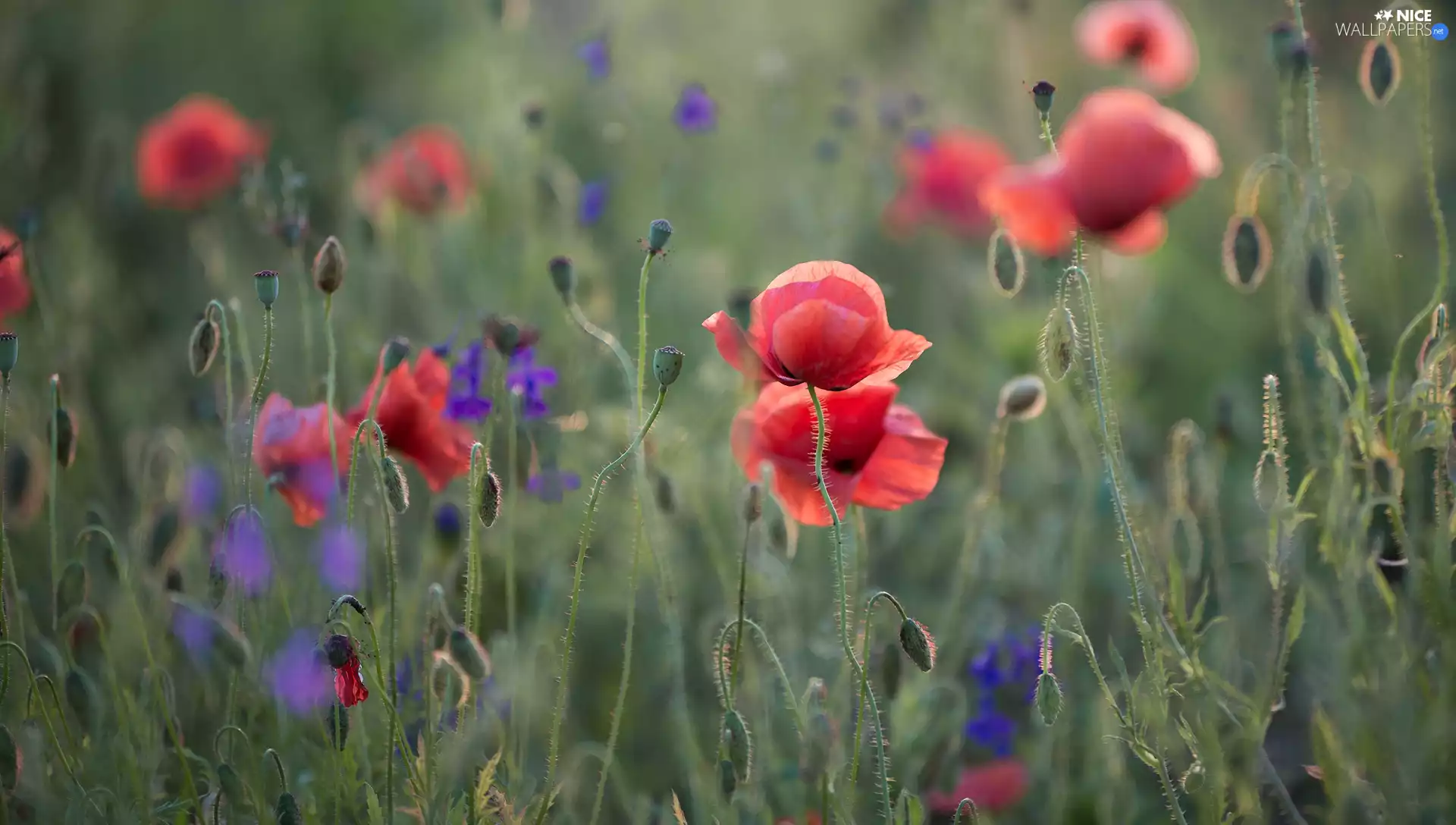 Flowers, Buds, Capsules, papavers