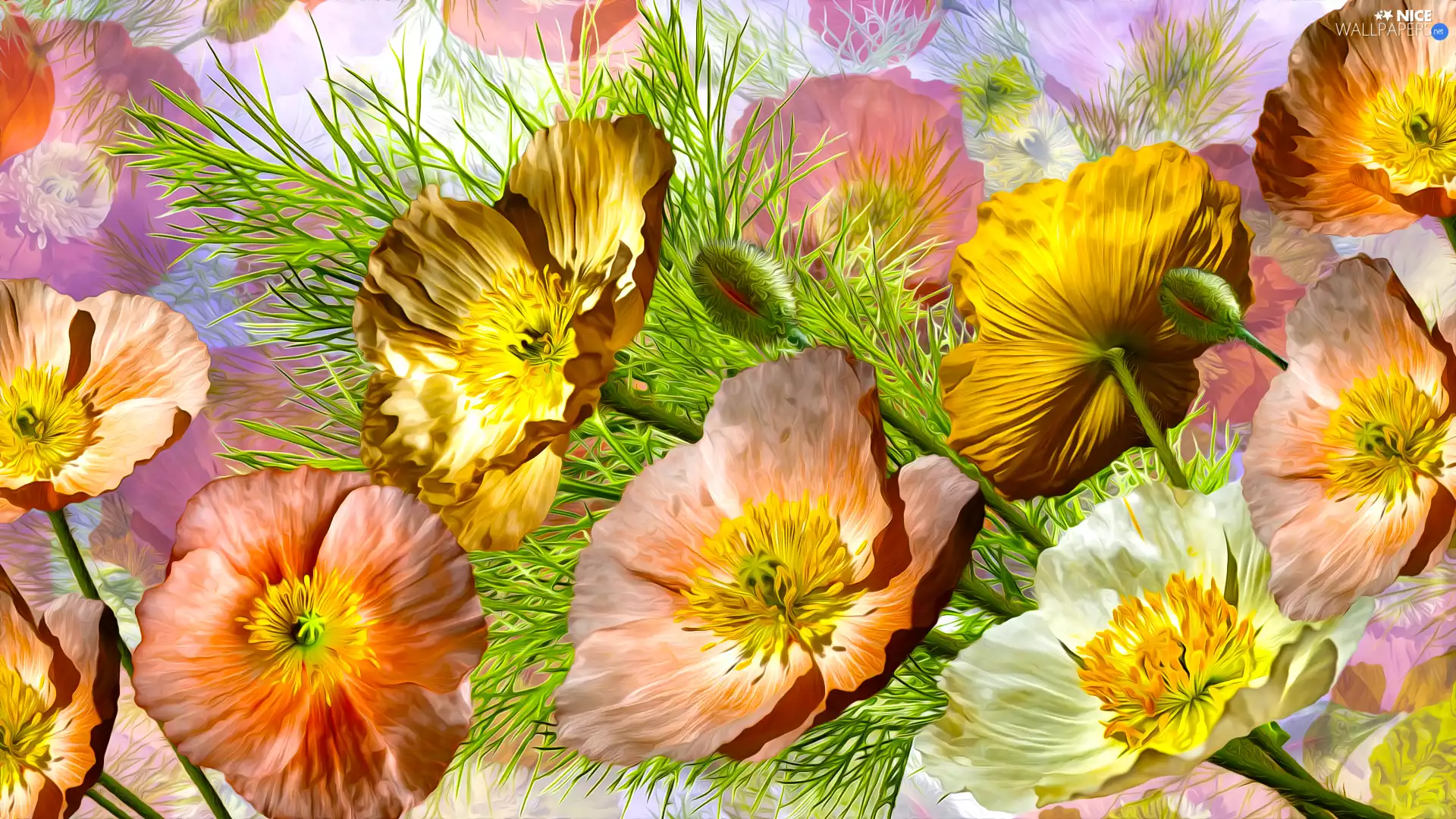 Flowers, Buds, graphics, papavers