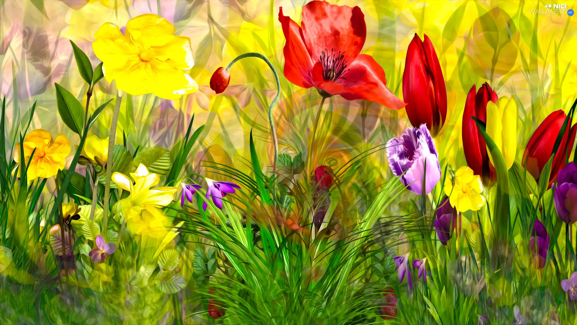 grass, 2D Graphics, papavers, Tulips, Flowers