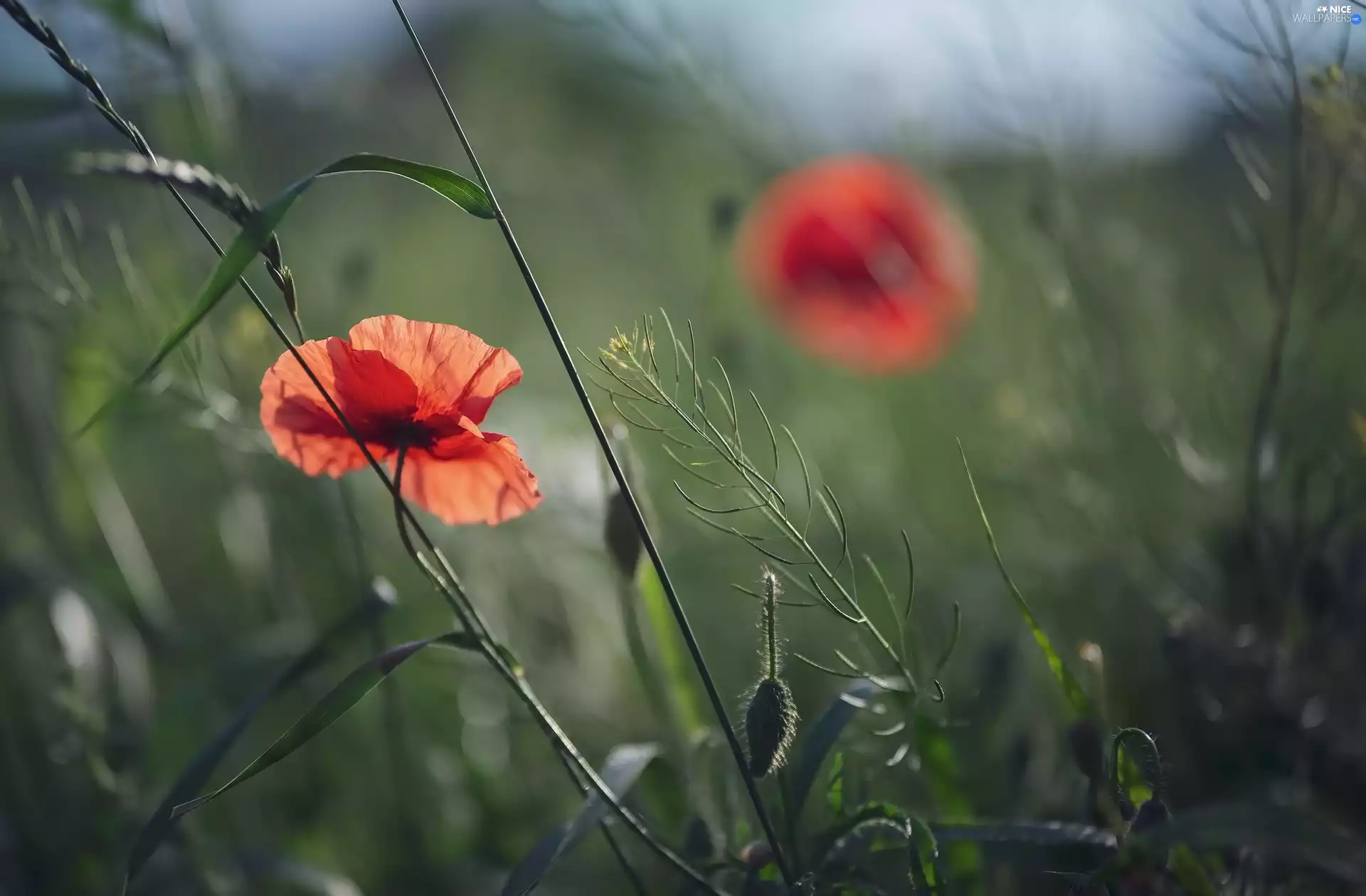Flowers, Buds, grass, papavers