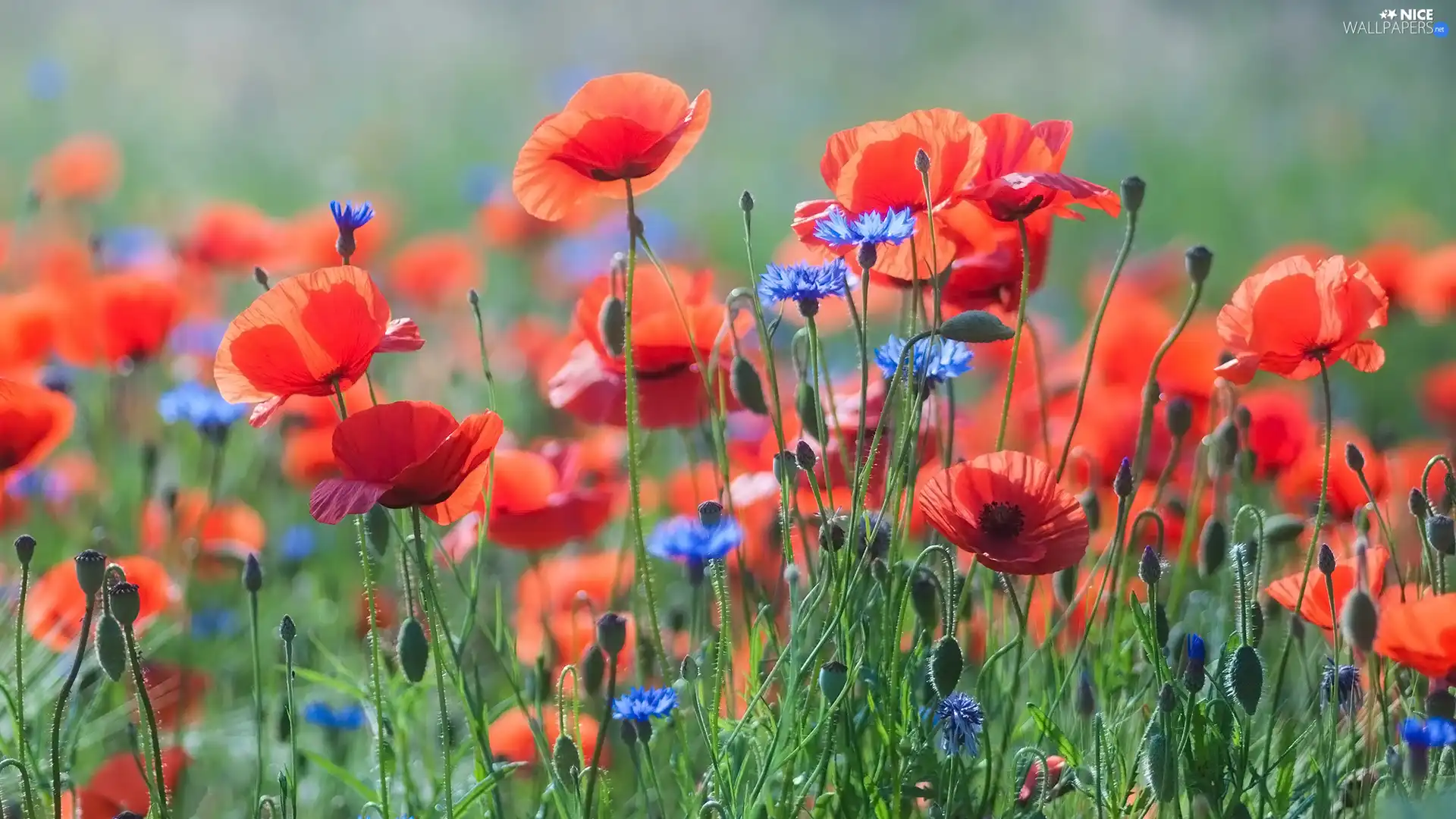 Flowers, cornflowers, grass, papavers