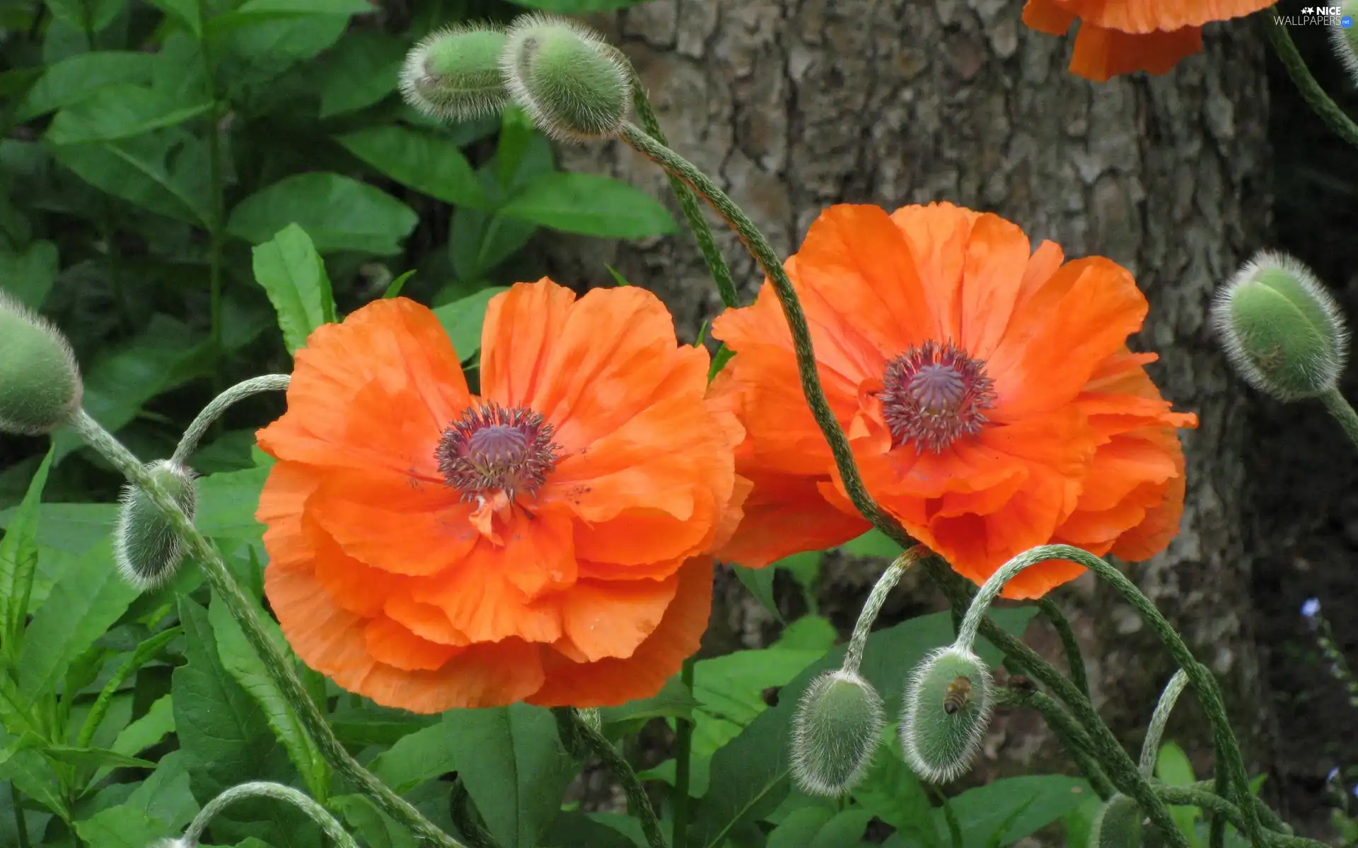 forest, papavers