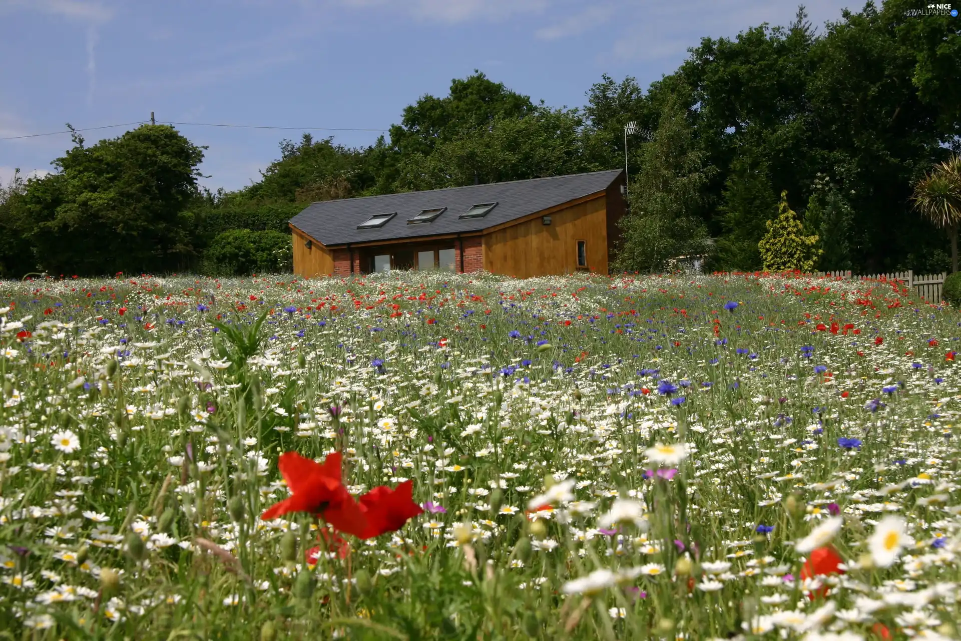 papavers, House, cornflowers, daisy, Meadow