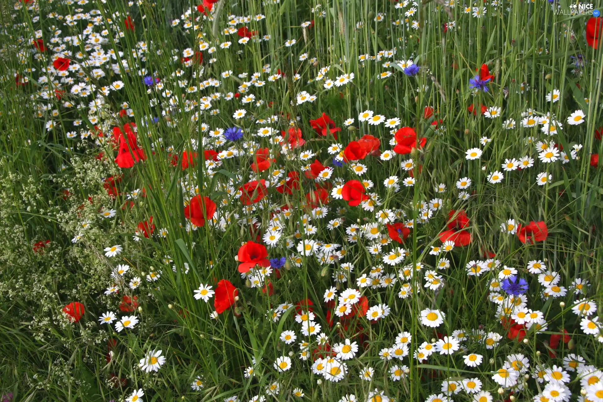 Meadow, cornflowers, papavers, Flowers