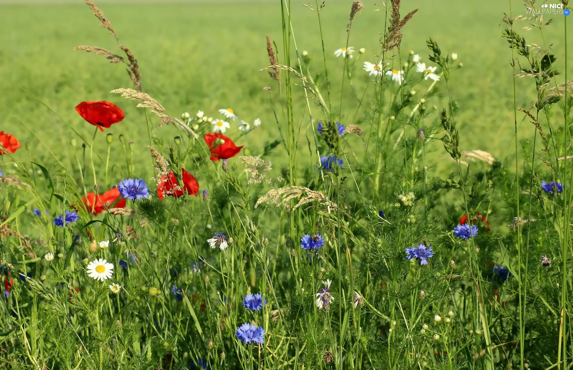 Meadow, cornflowers, grass, papavers