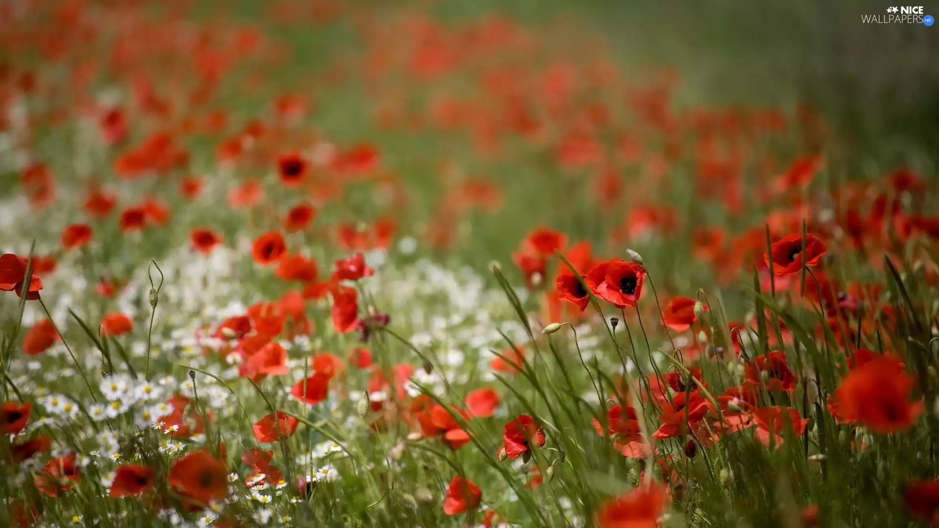 papavers, Meadow
