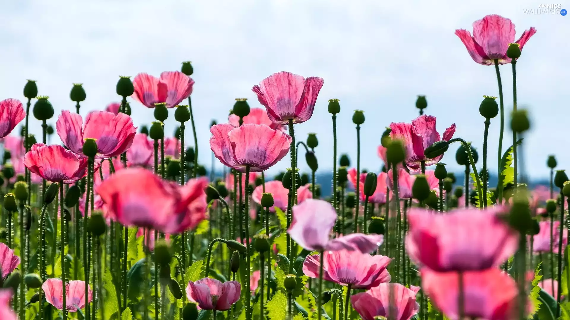 Pink, Buds, Sky, papavers