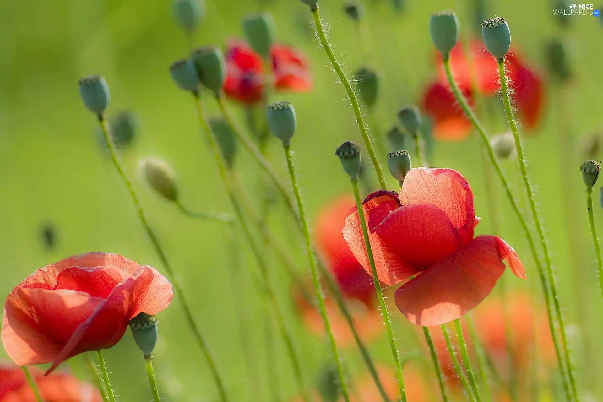 Red, papavers