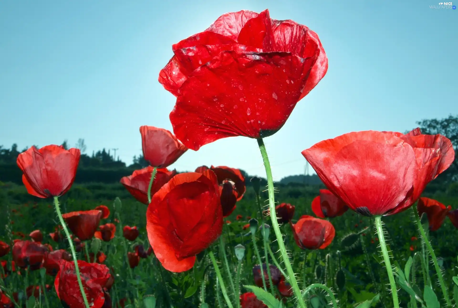 Red, papavers