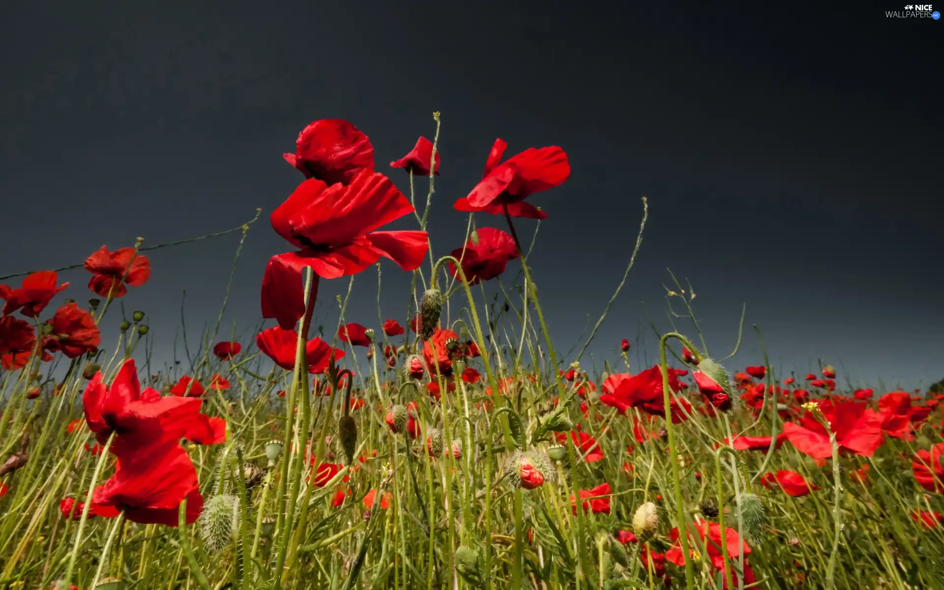 Red, papavers