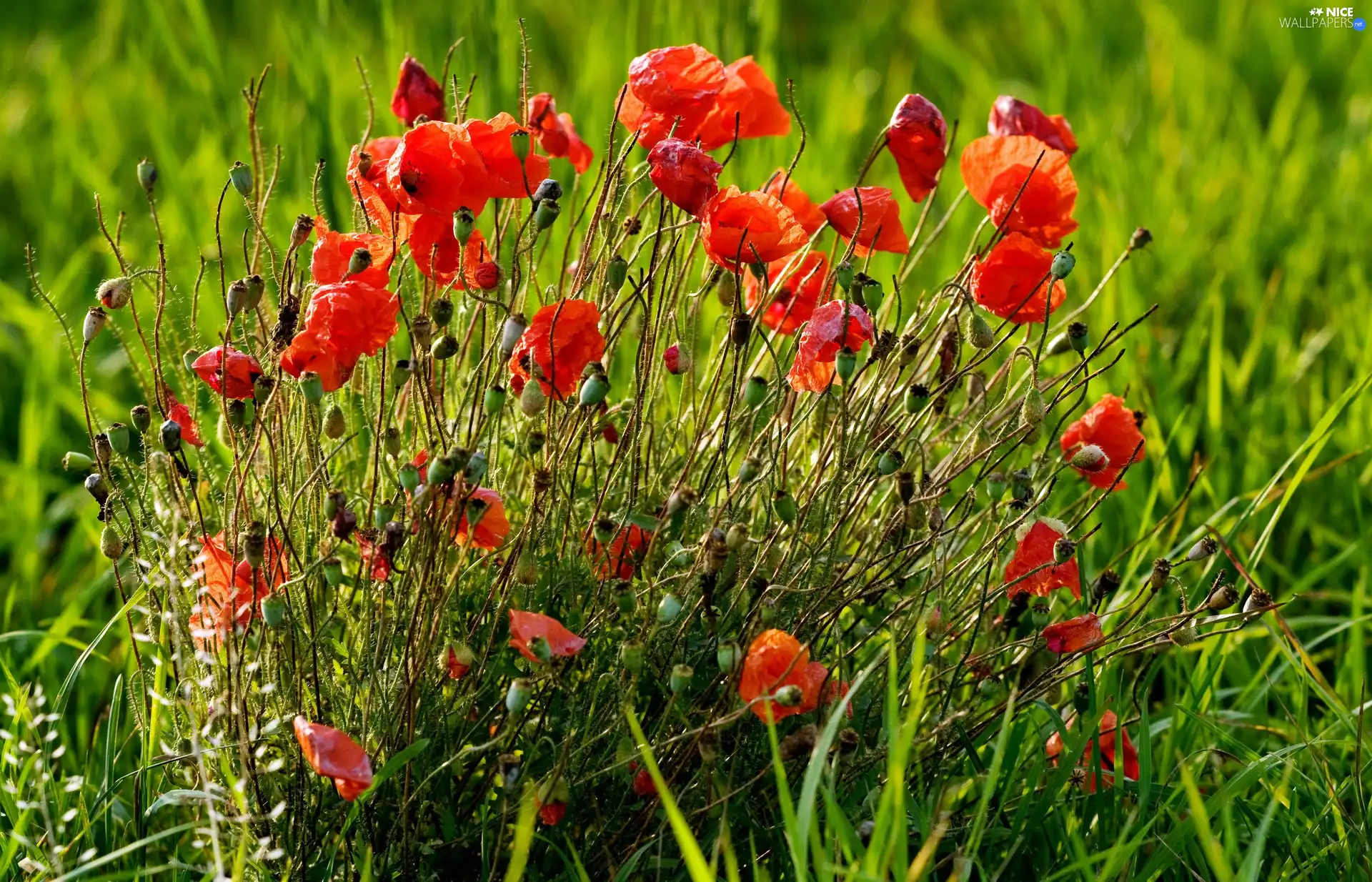 Red, papavers