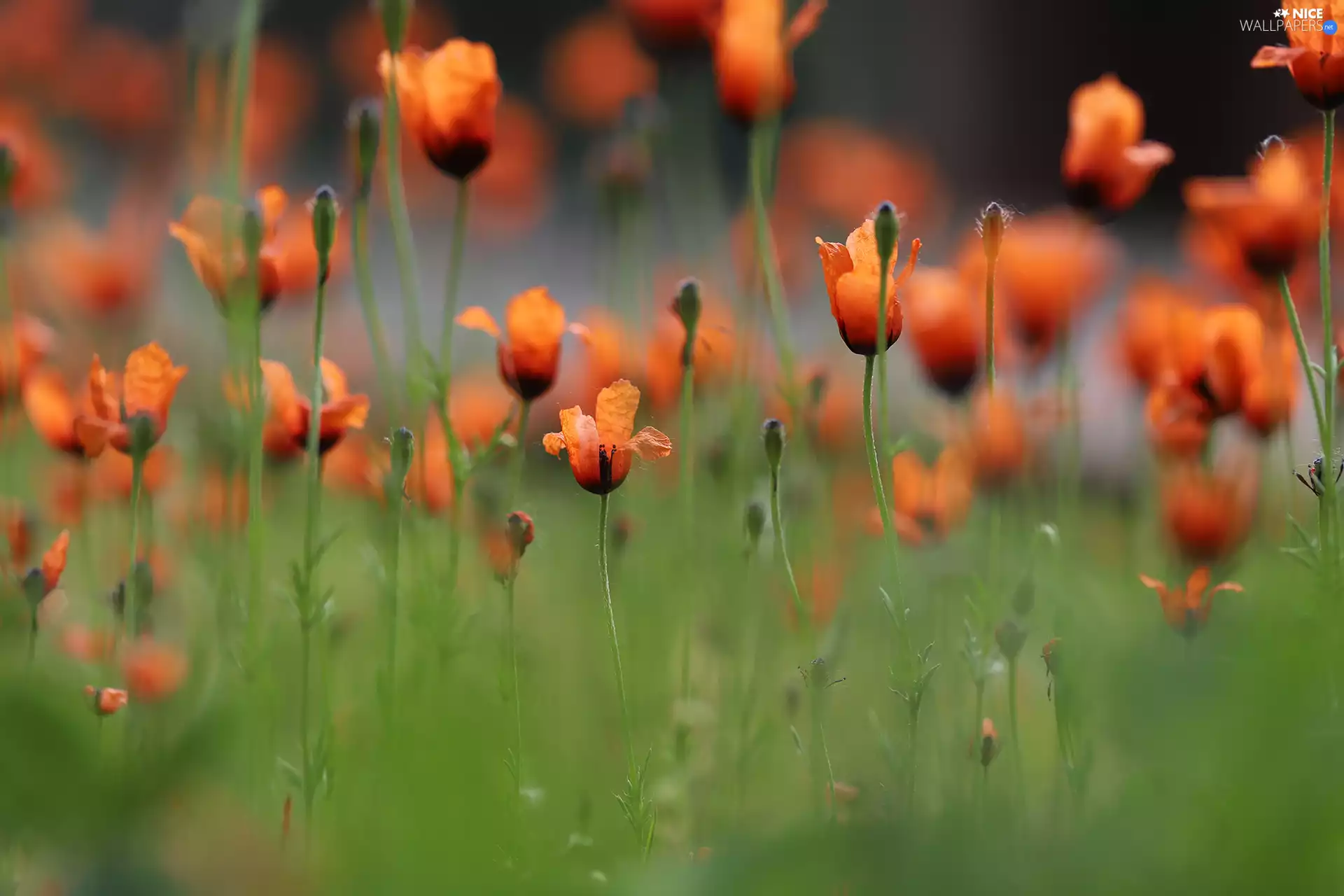 Red, change, Flowers, papavers