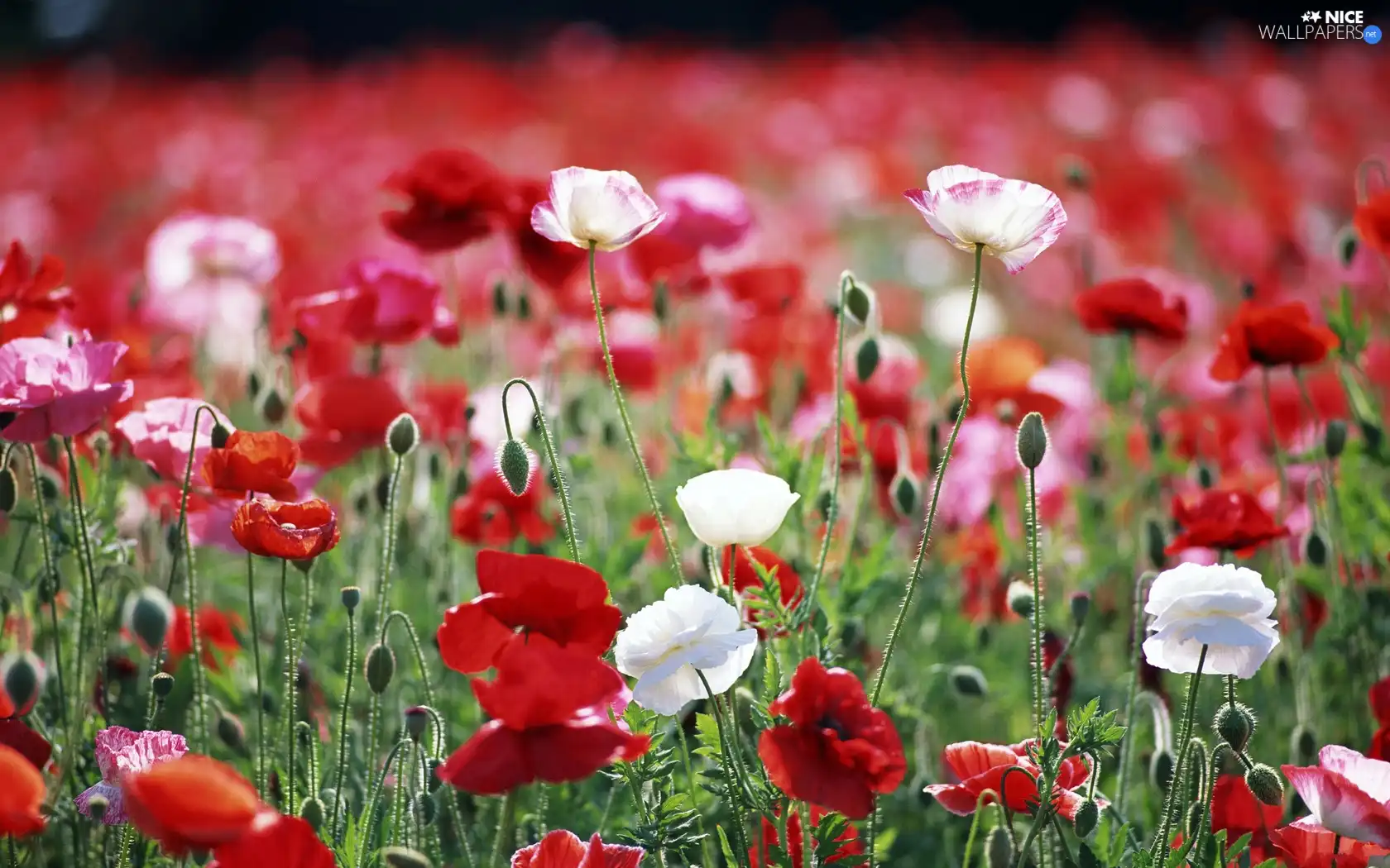 papavers, White, Red