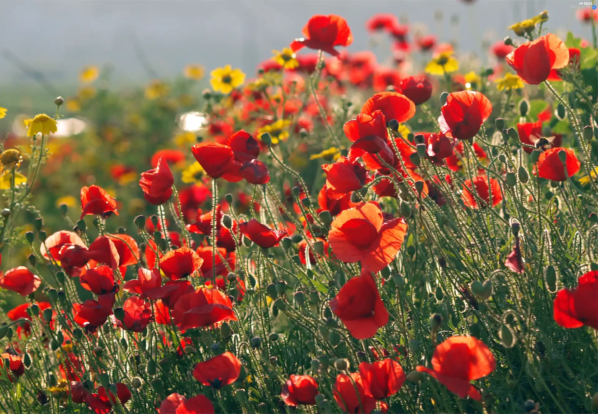 Red, papavers