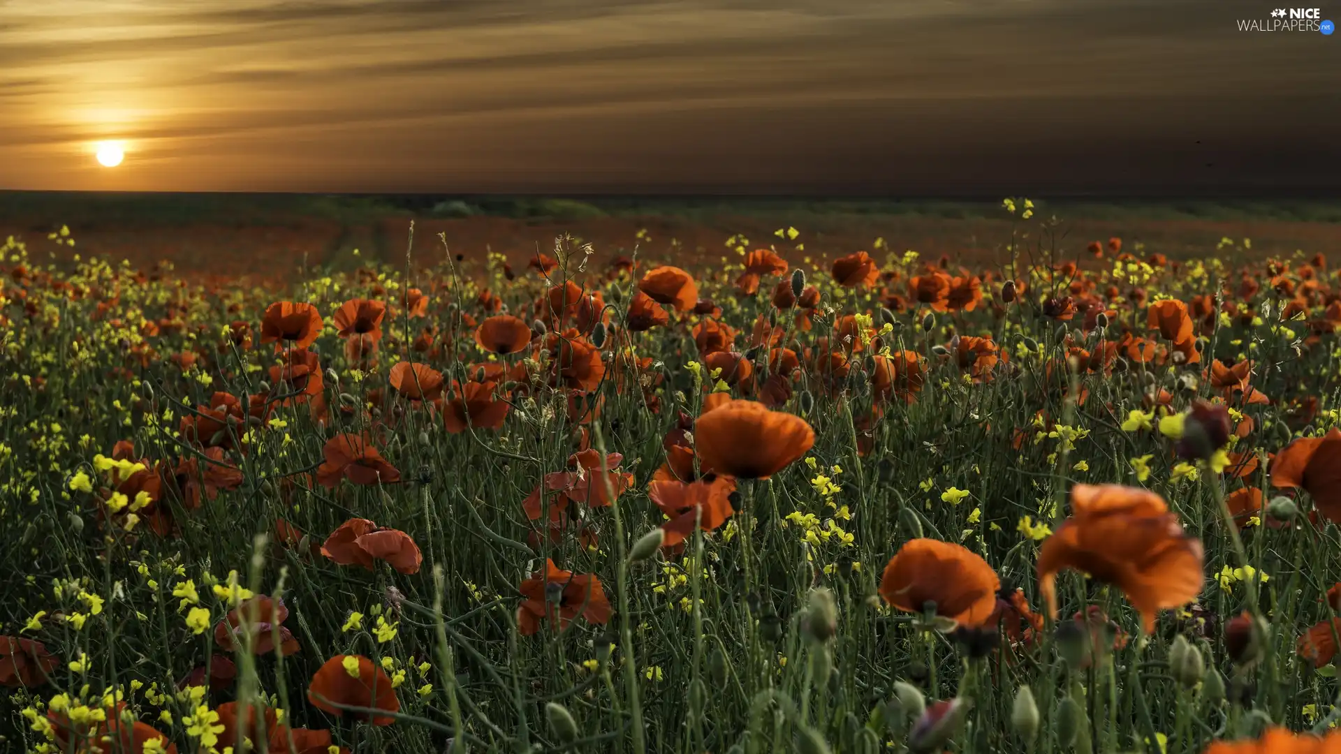 papavers, west, sun