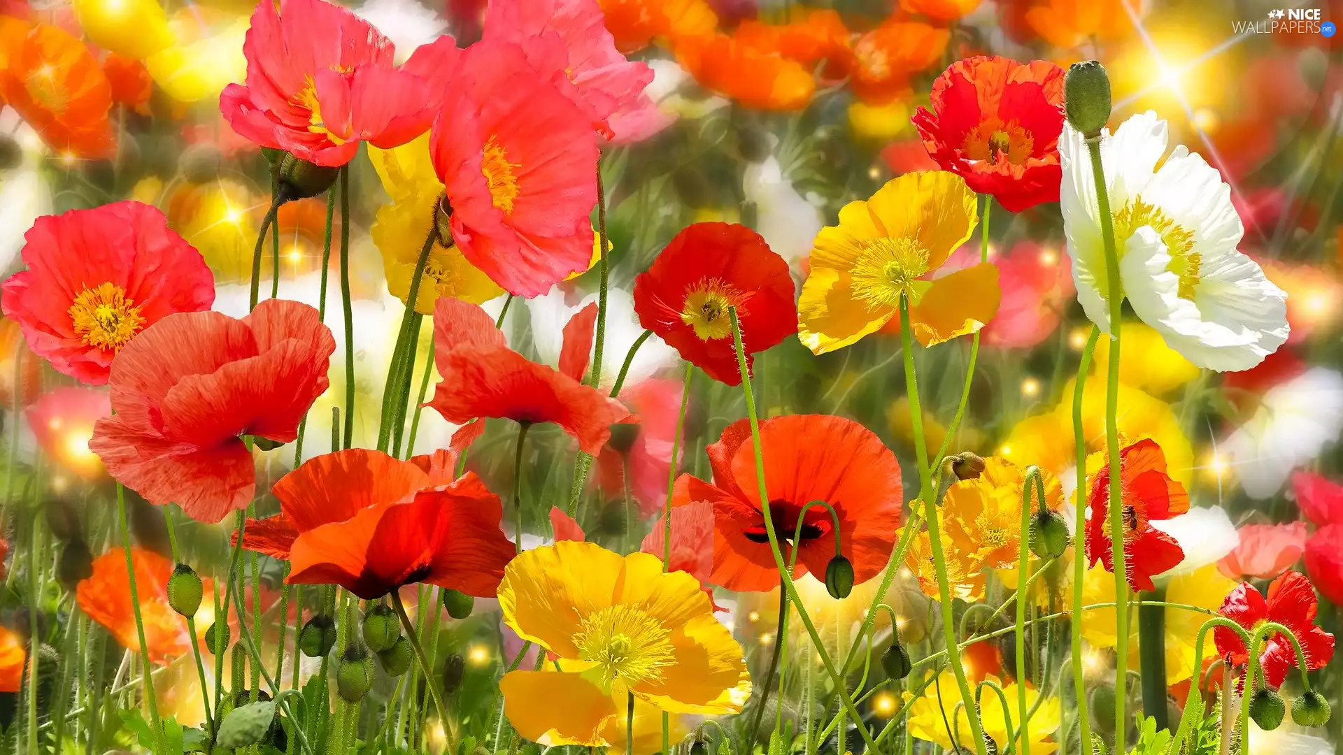 Flowers, papavers, Yellow, Red, White