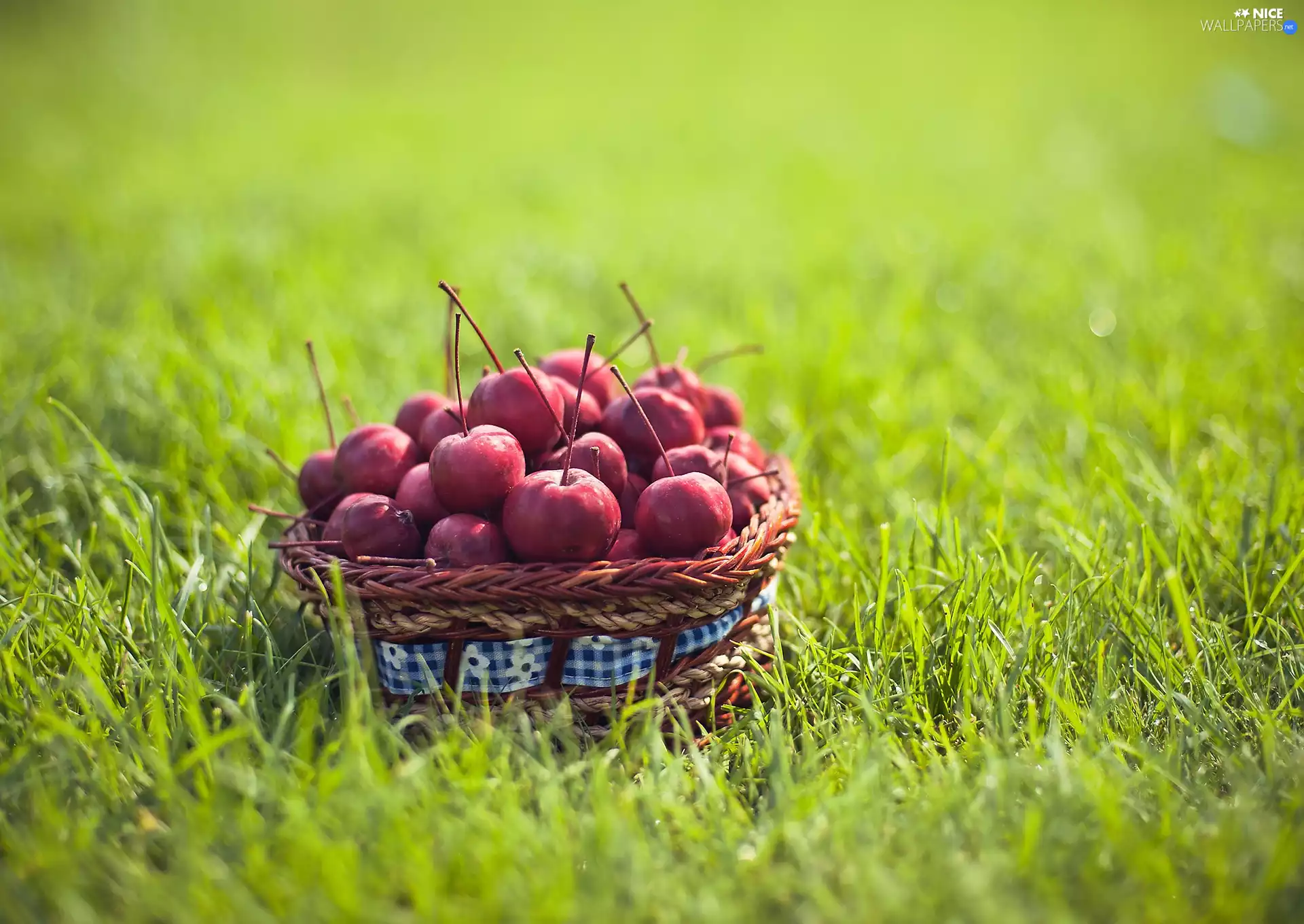apples, basket, grass, Paradise