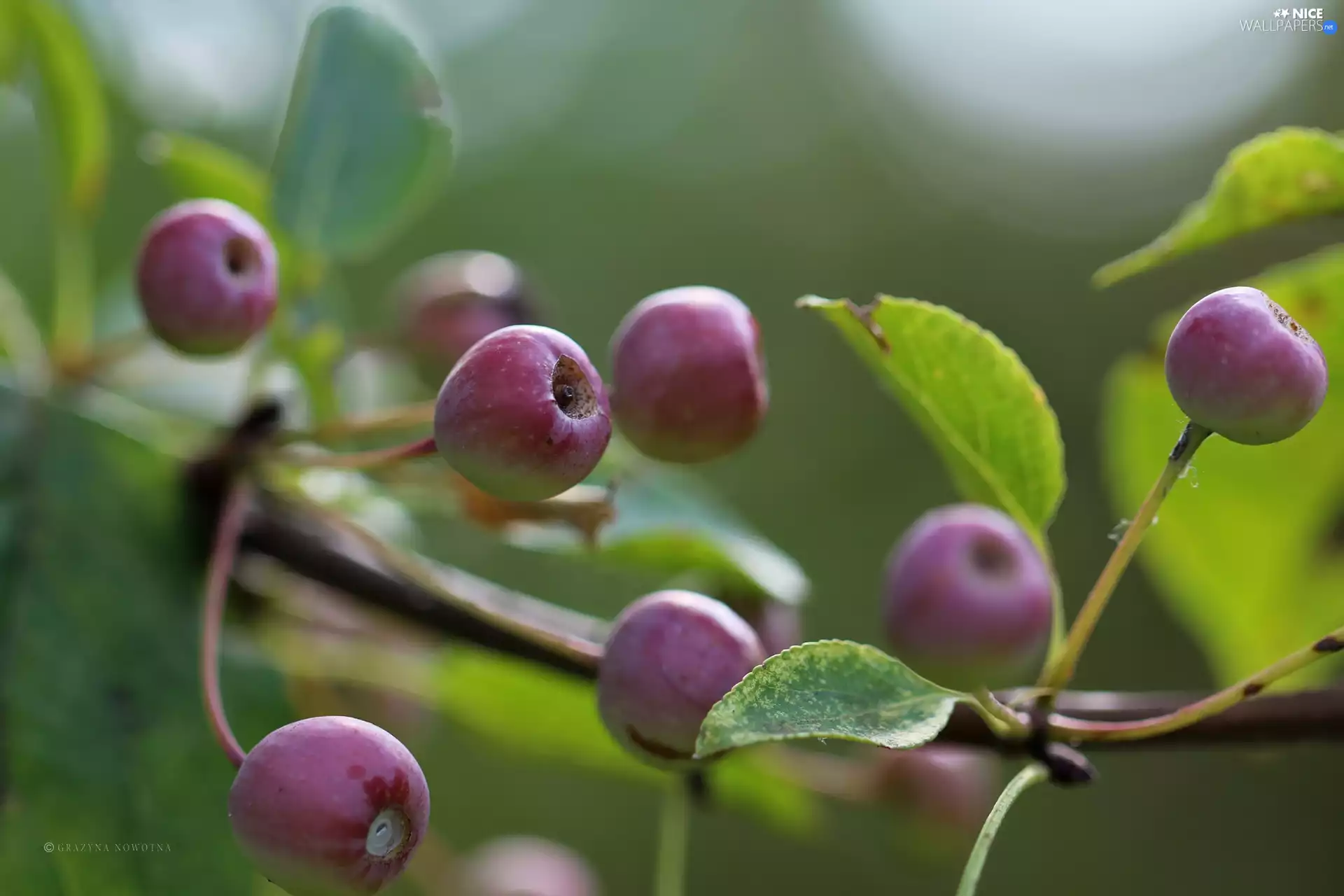 Paradise Apples, Fruits