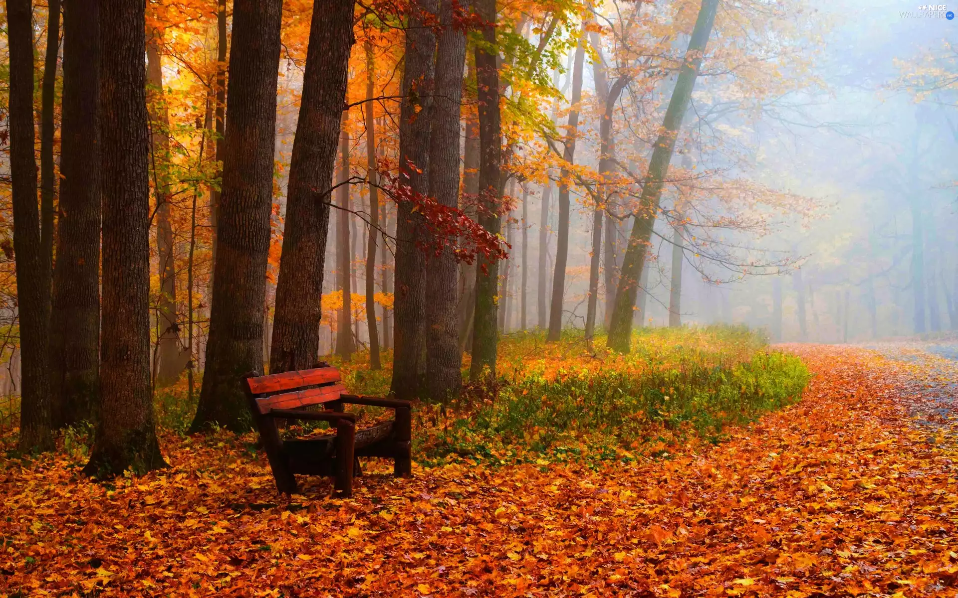 autumn, Fog, Bench, Park