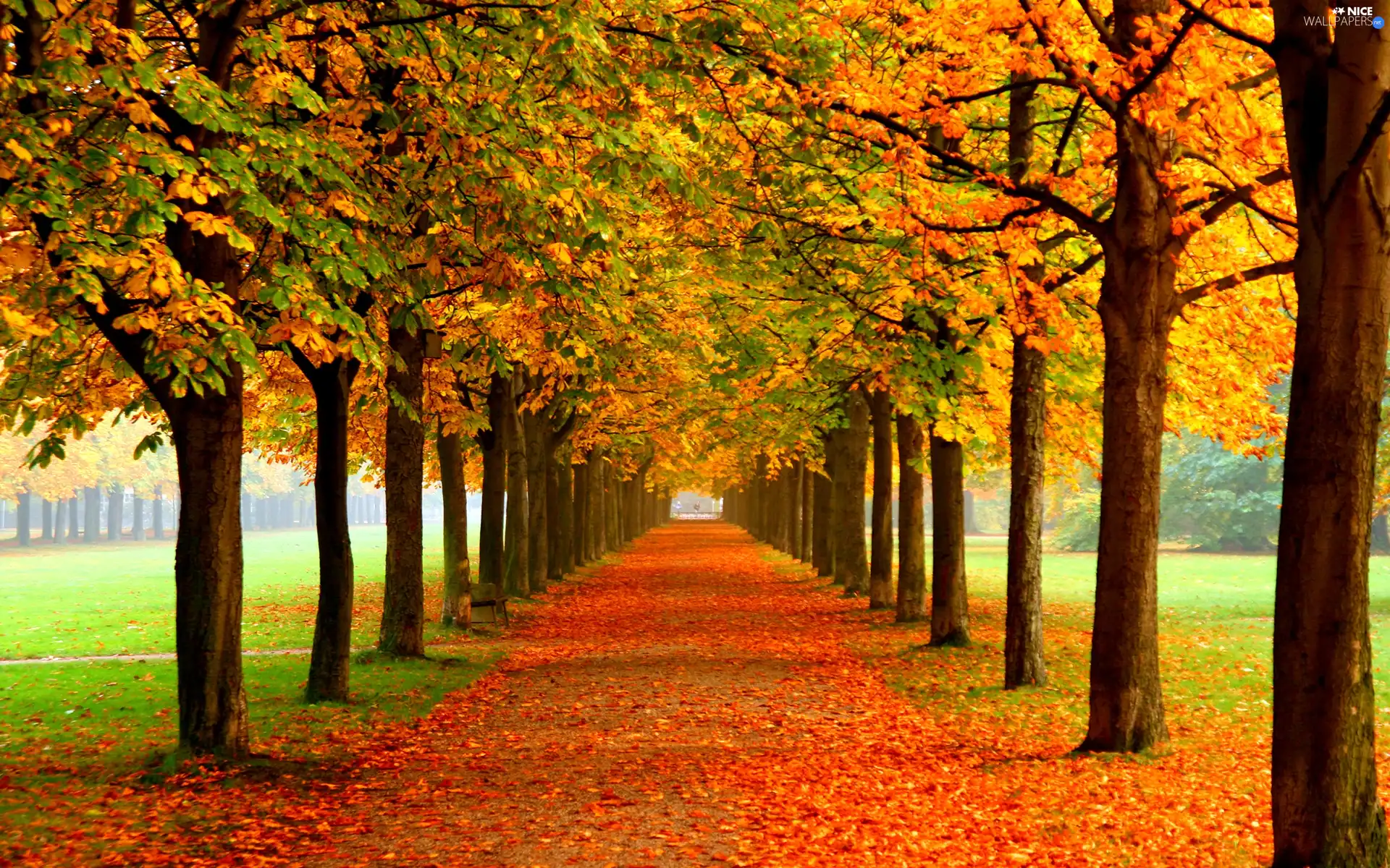 viewes, color, Park, autumn, Leaf, trees