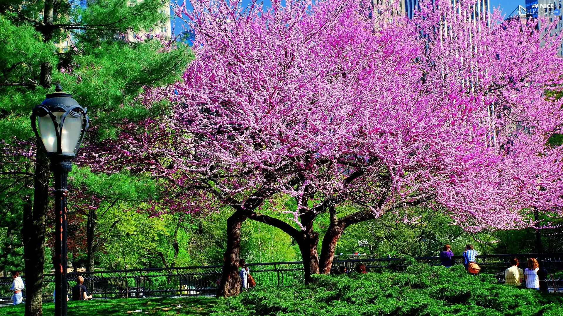 flourishing, viewes, Park, trees