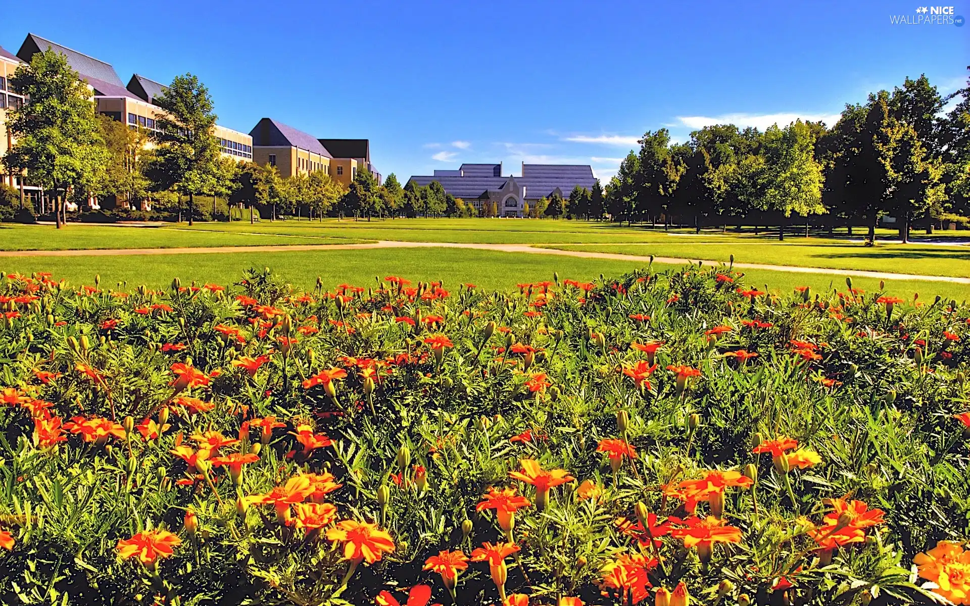 Flowers, buildings, Park, blue