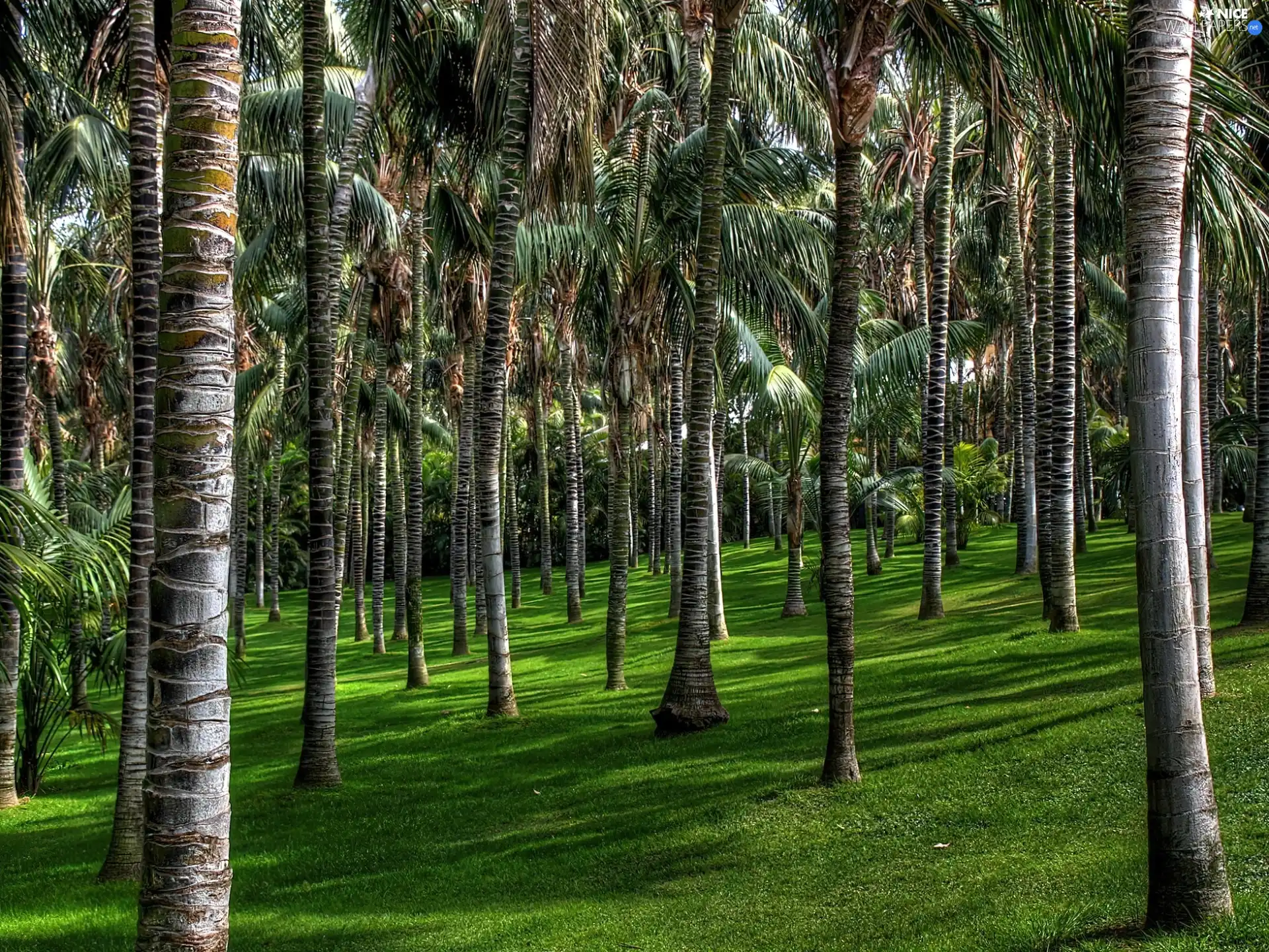 Canary Islands, palmaceous, Park