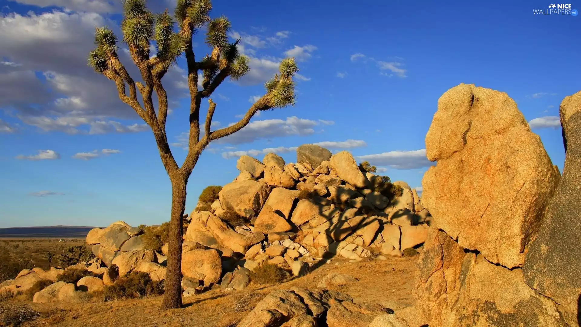 Joshua Tree National Park, The United States, Joshua Tree, Joshua tree, rocks, California