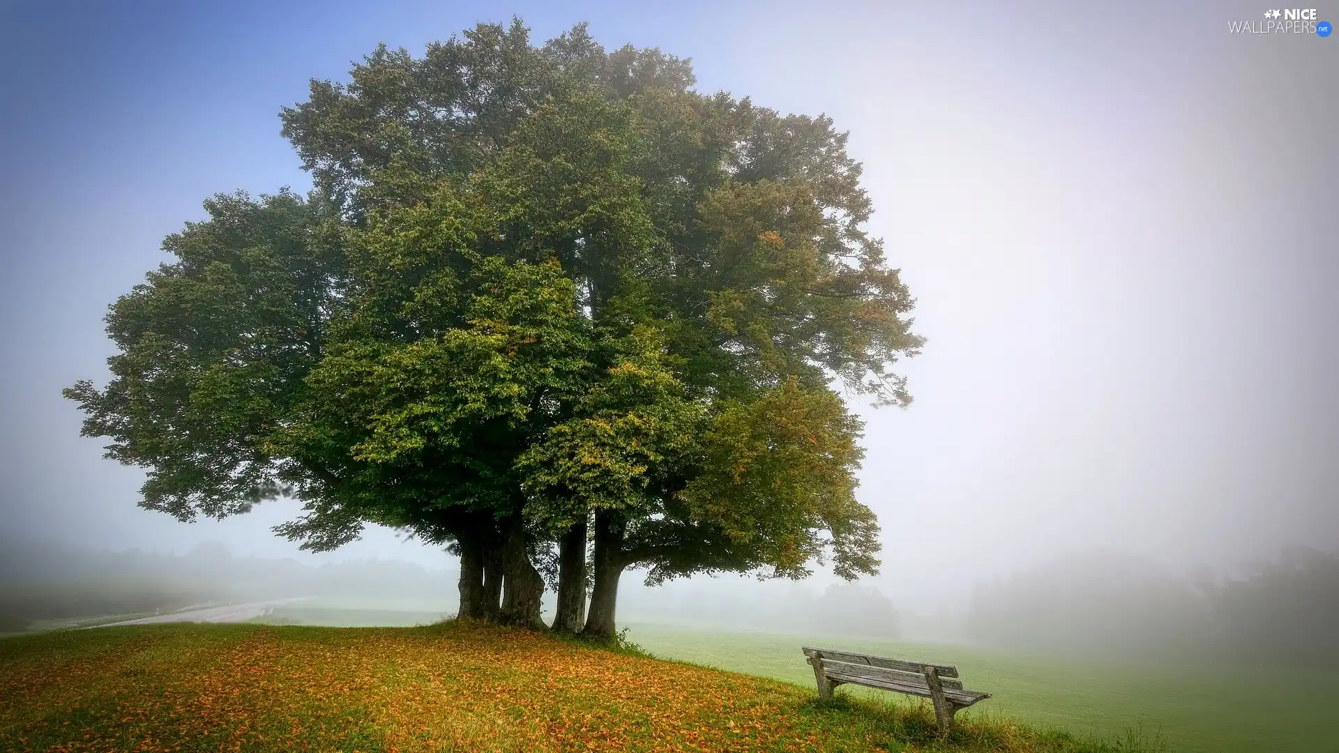 autumn, viewes, Leaf, Park, trees, Bench, Fog