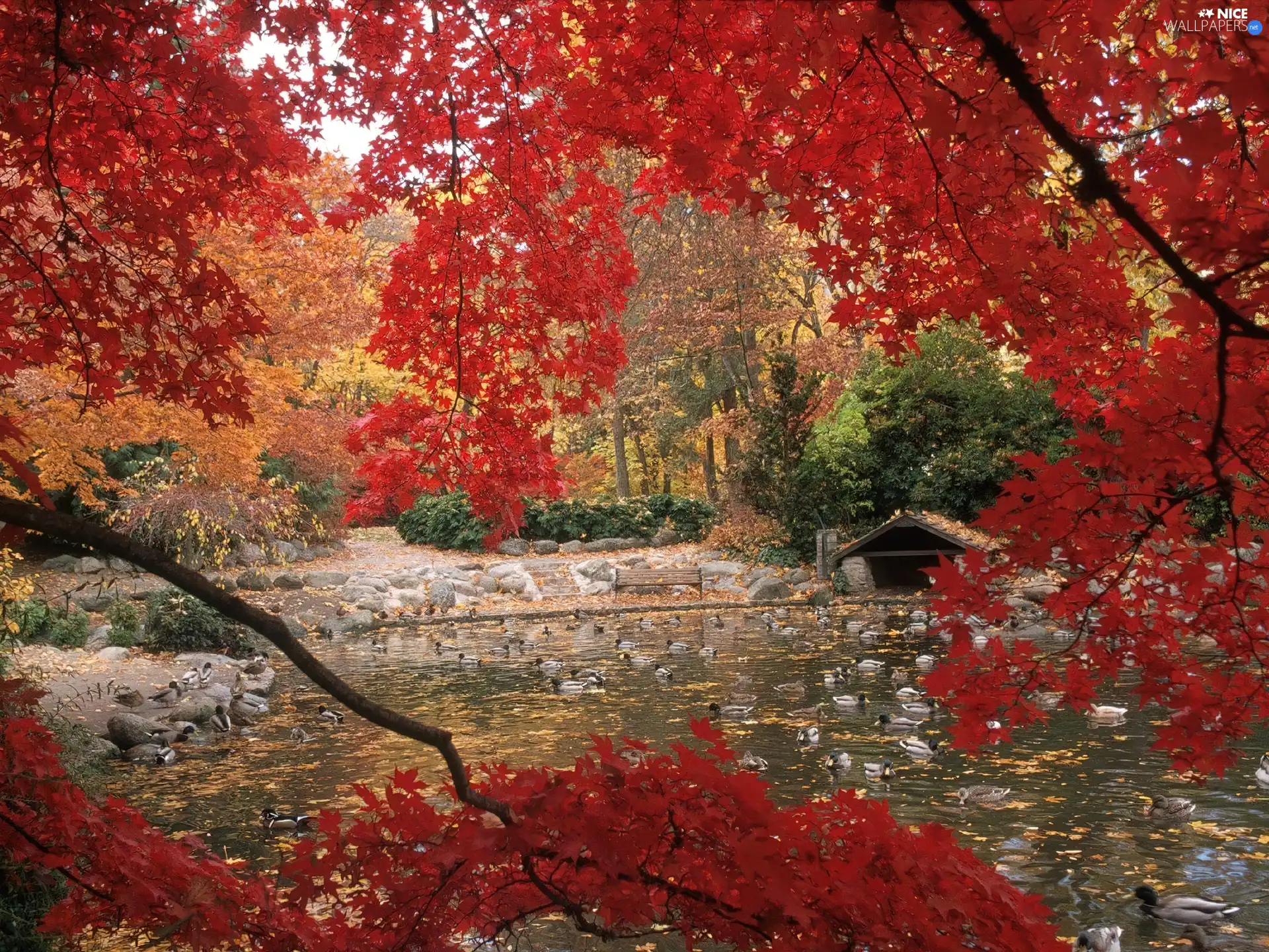 Red, trees, Park, Leaf