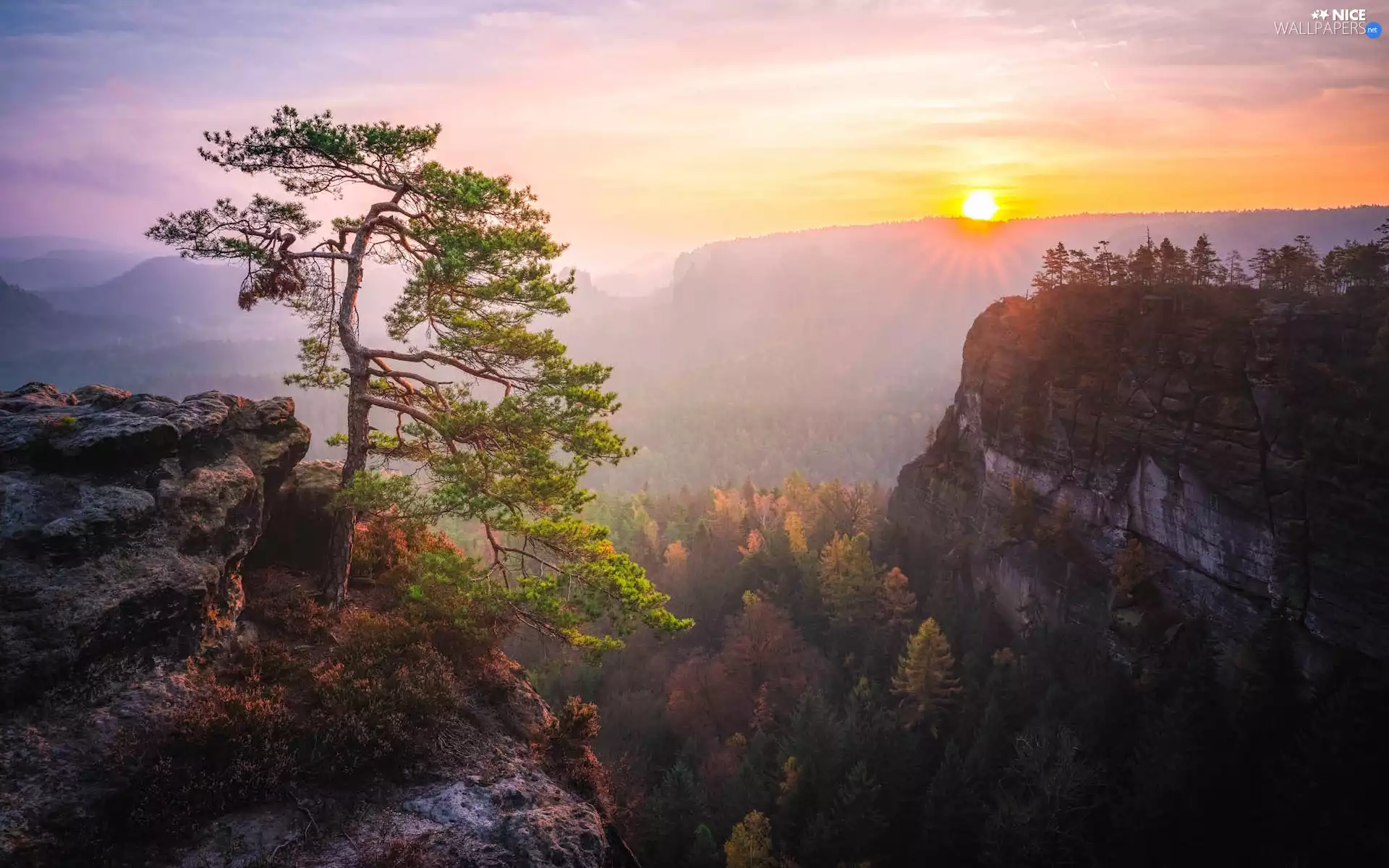 Děčínská vrchovina, Sunrise, pine, rocks, viewes, Saxon Switzerland National Park, Germany, trees