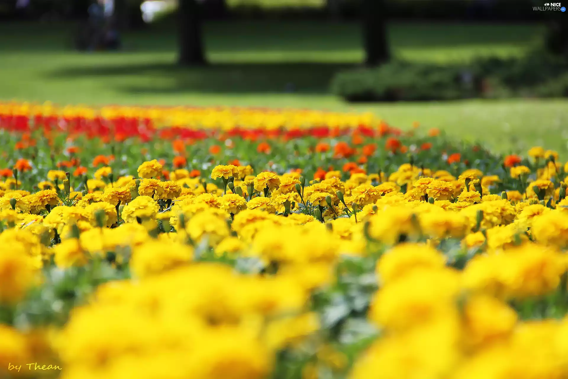 Park, Turki, Tagetes
