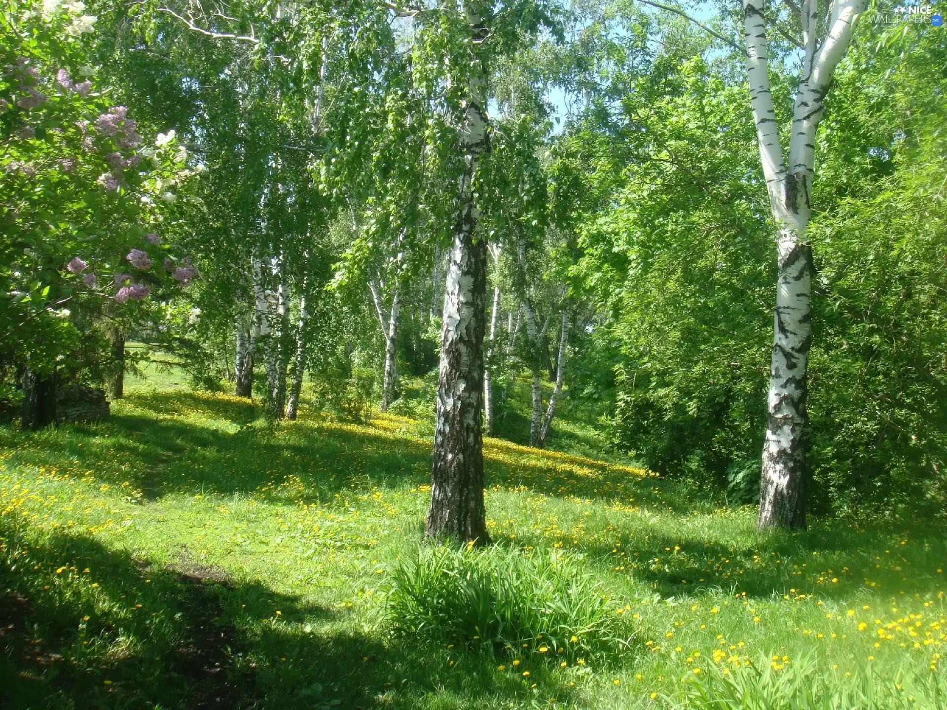 trees, birch, Park, viewes