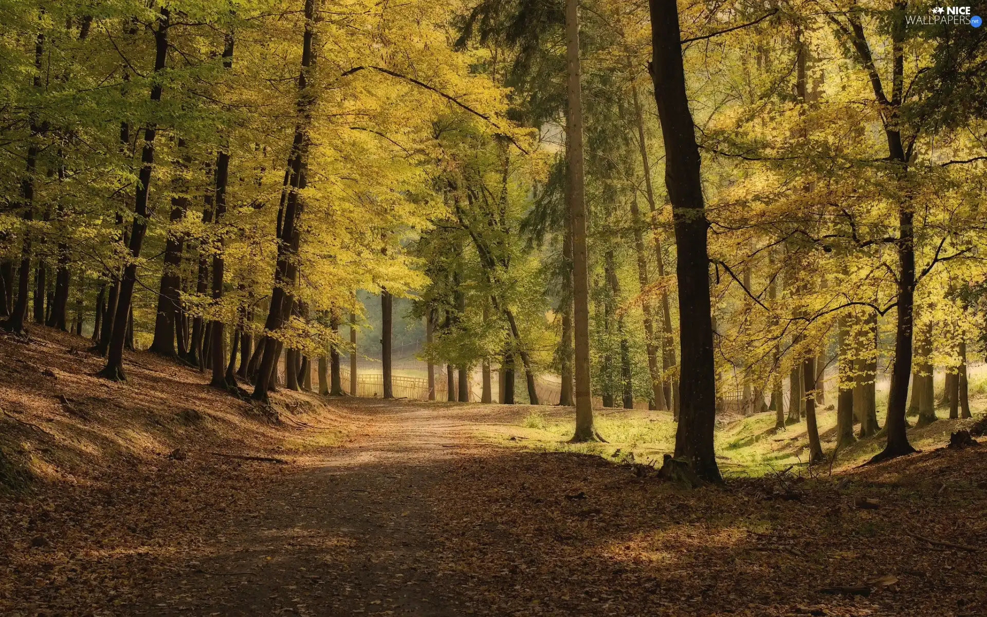 Yellowed, autumn, viewes, Park, trees, Way