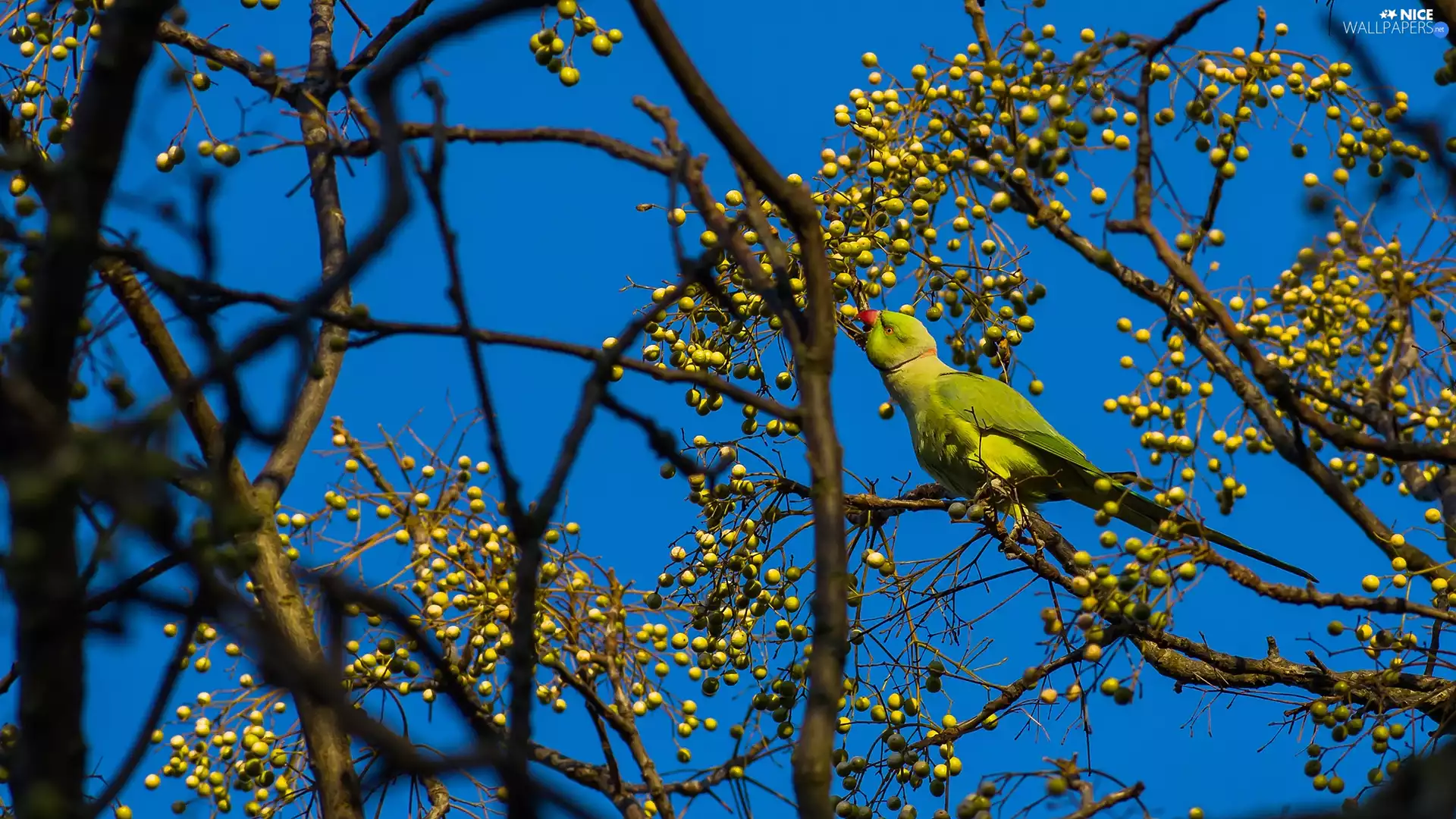 Rose-ringed Parakeet, Bird, Twigs, Fruits, trees, parrot