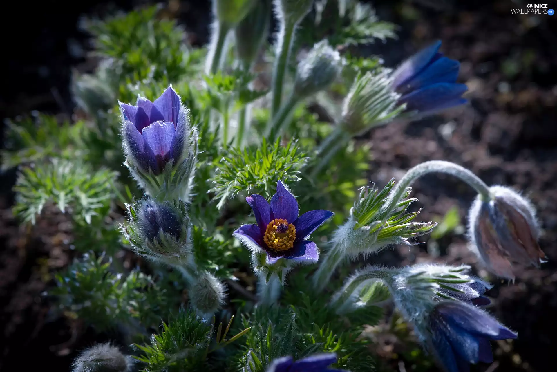 pasque, Flowers, Blue