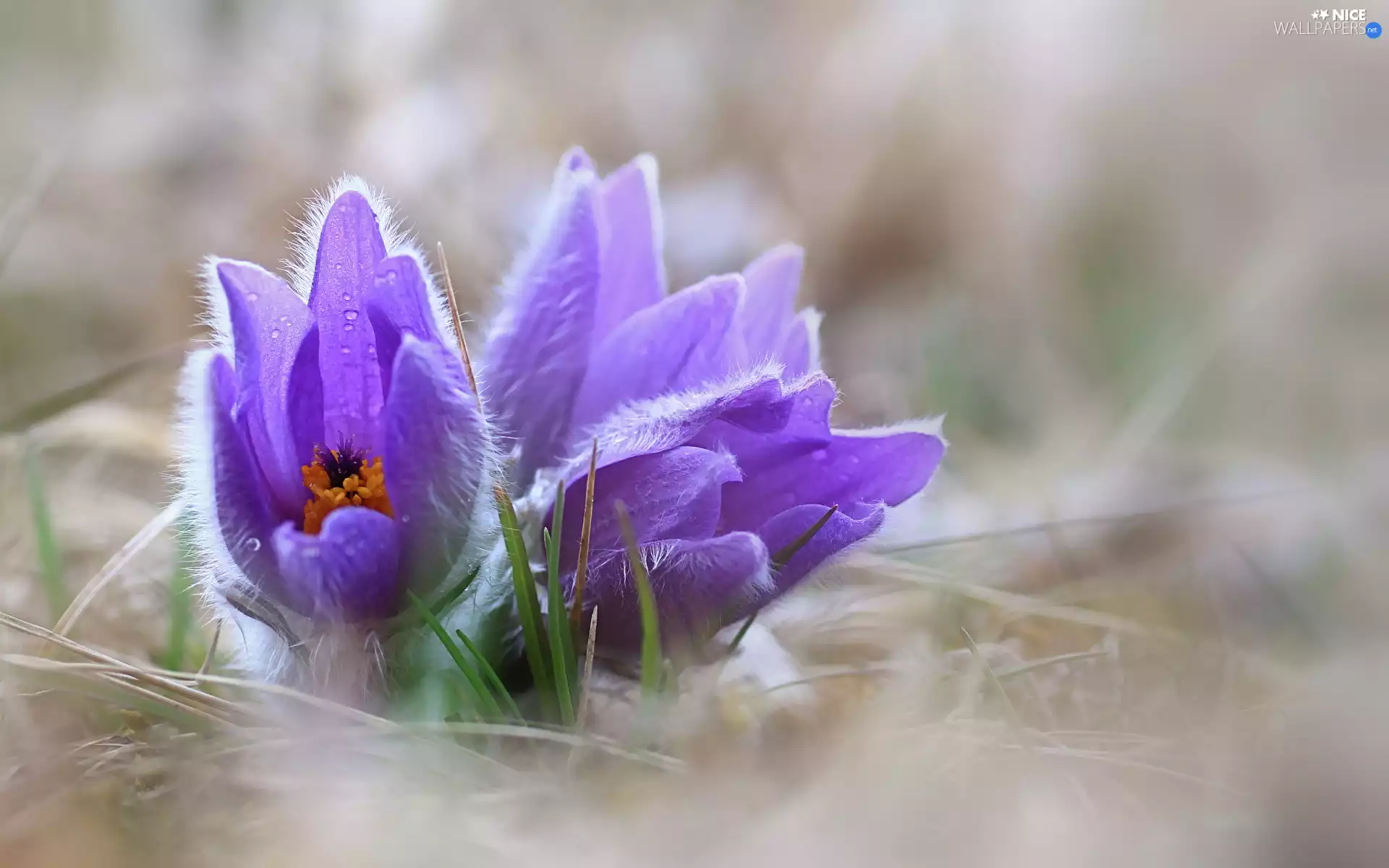 blurry background, Flowers, pasque