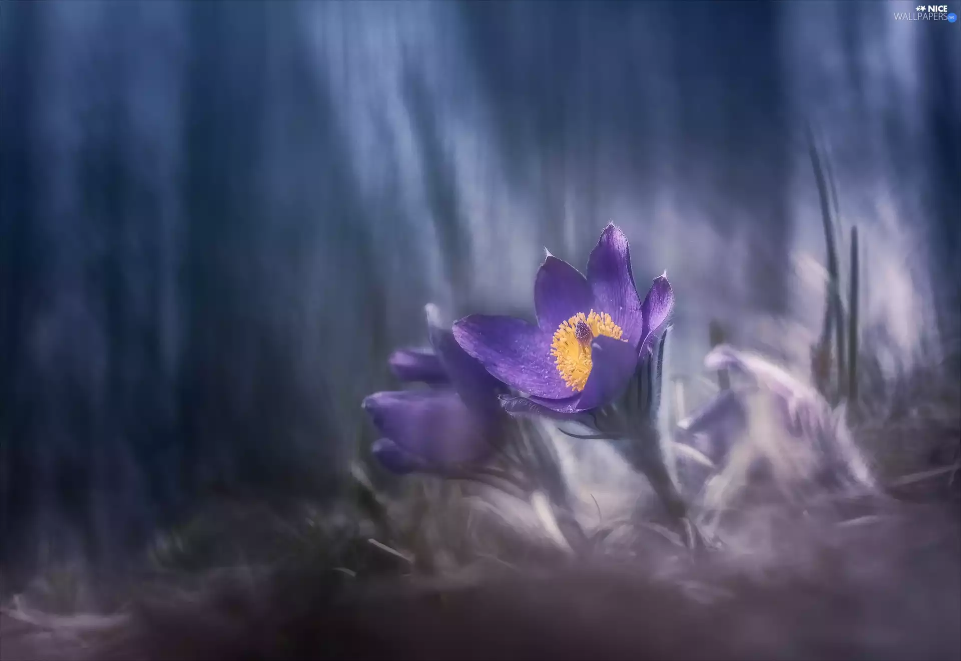 Flowers, pasque, blurry background, Two