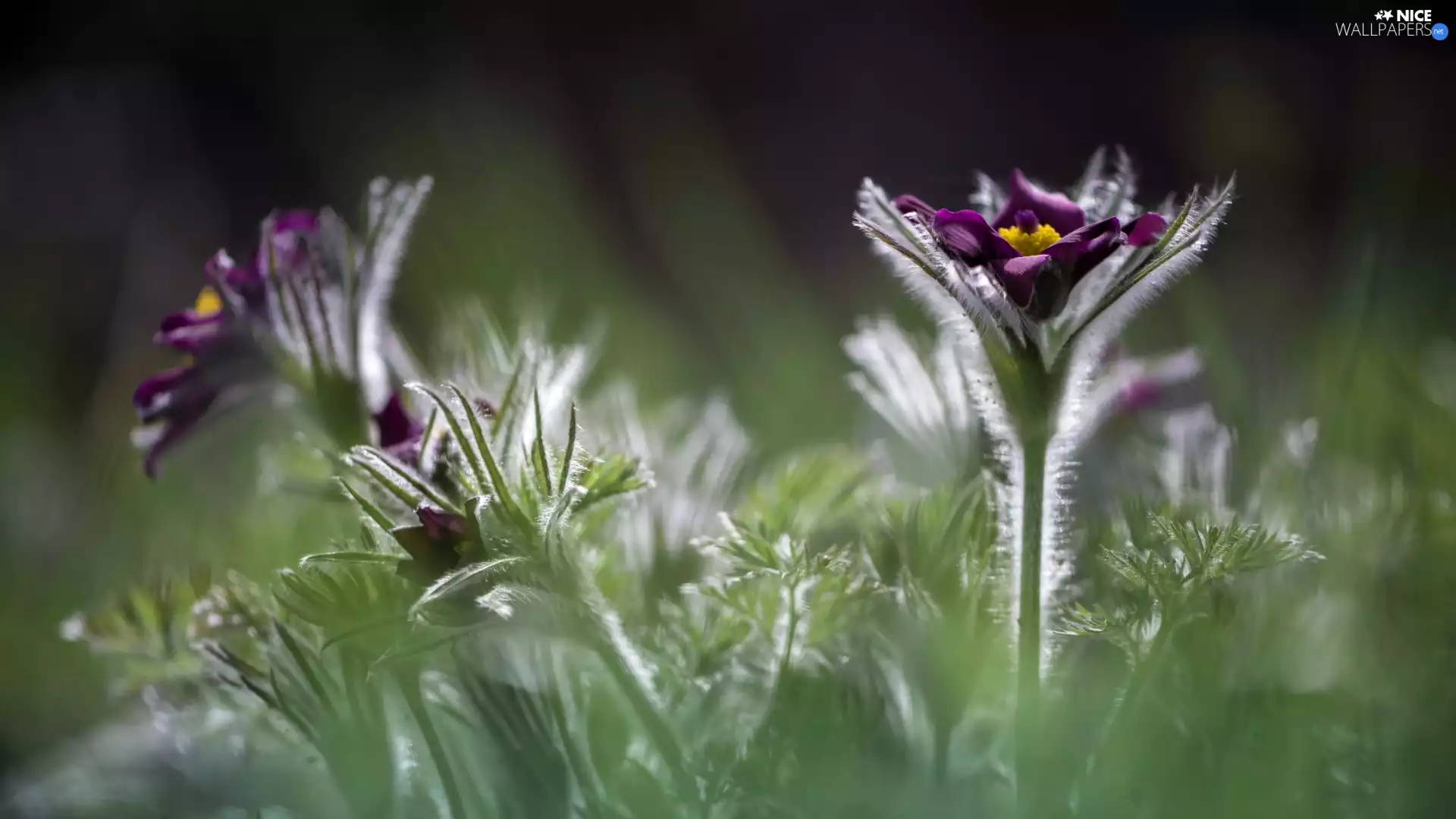 pasque, Flowers, claret